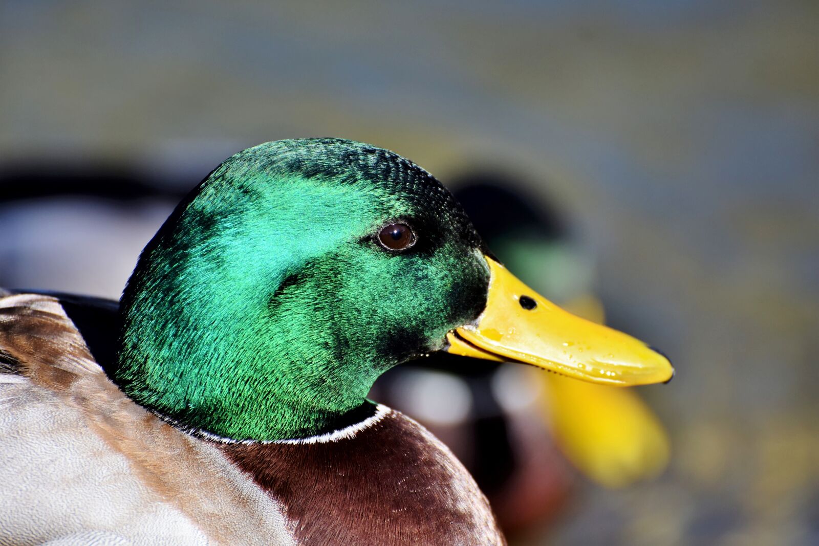 Nikon D7200 sample photo. Mallard, duck, water bird photography
