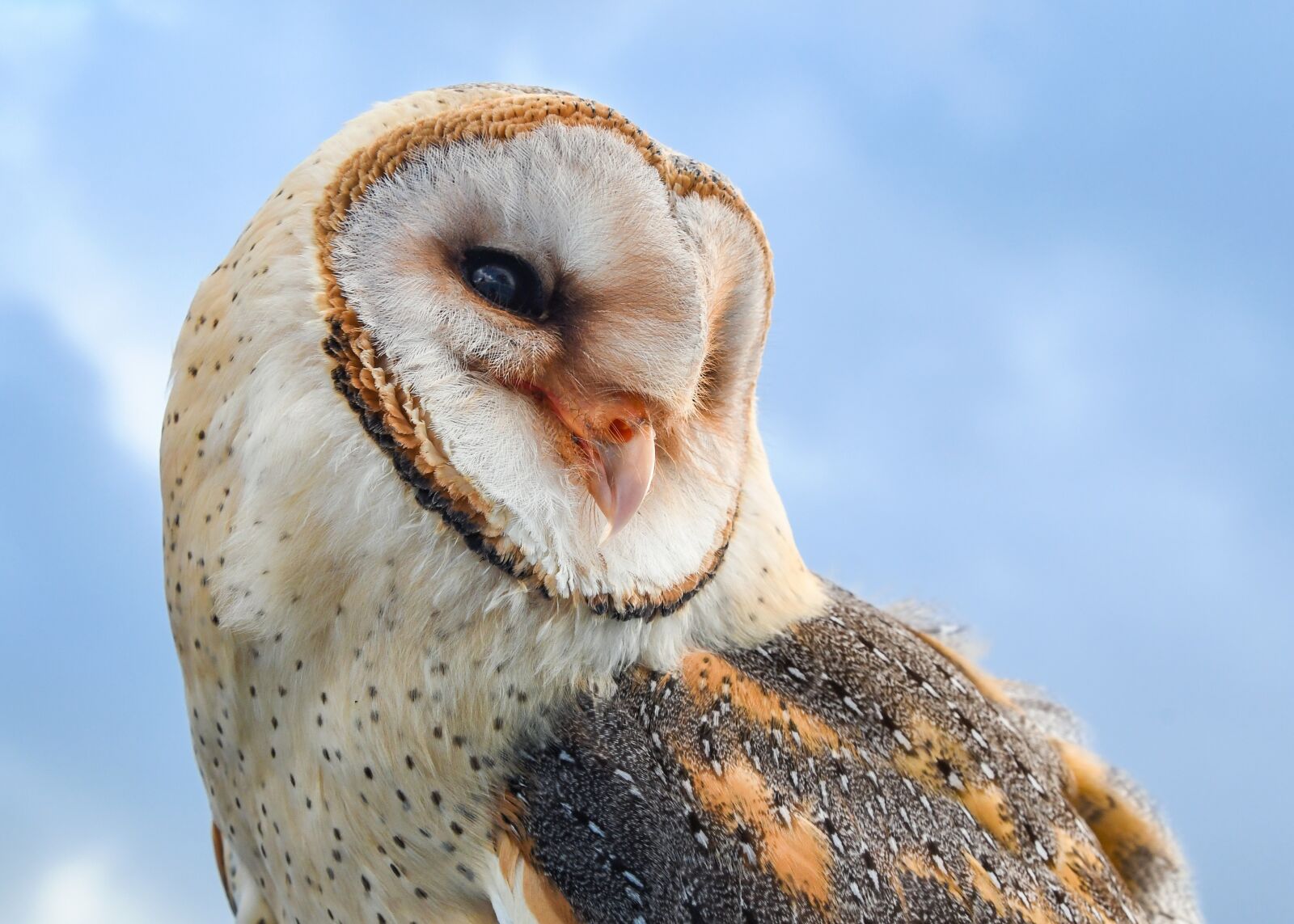 Nikon D500 sample photo. Owl, bird, raptor photography