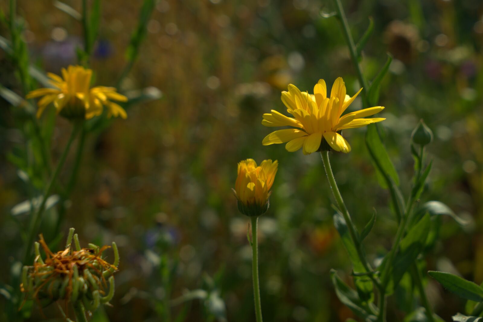 Sony a7 II + Sony Vario Tessar T* FE 24-70mm F4 ZA OSS sample photo. Garden, meadow, flower photography