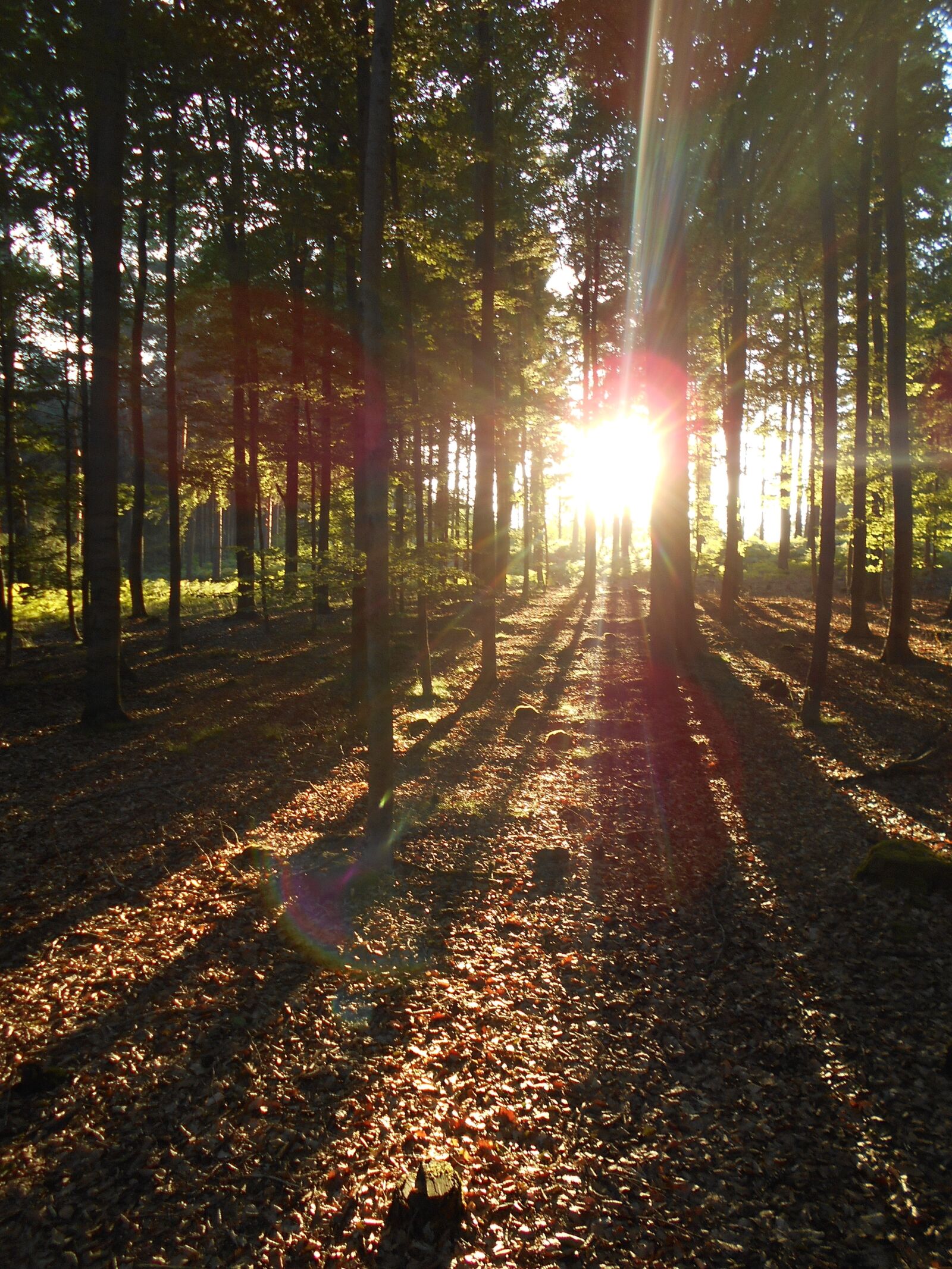 Nikon Coolpix S2900 sample photo. Forest, sunset, light photography