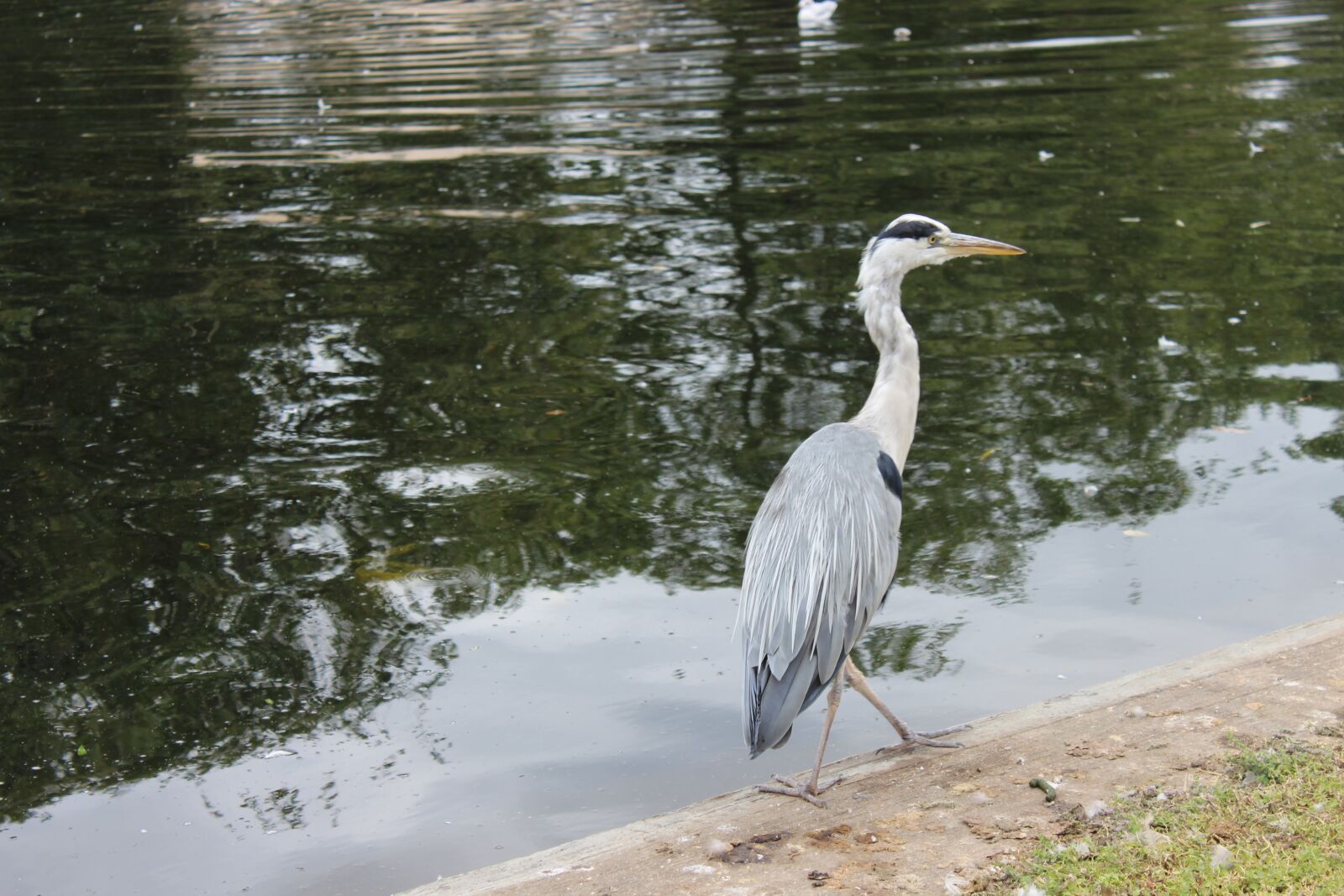 Canon EOS 600D (Rebel EOS T3i / EOS Kiss X5) sample photo. London, regents park, bird photography