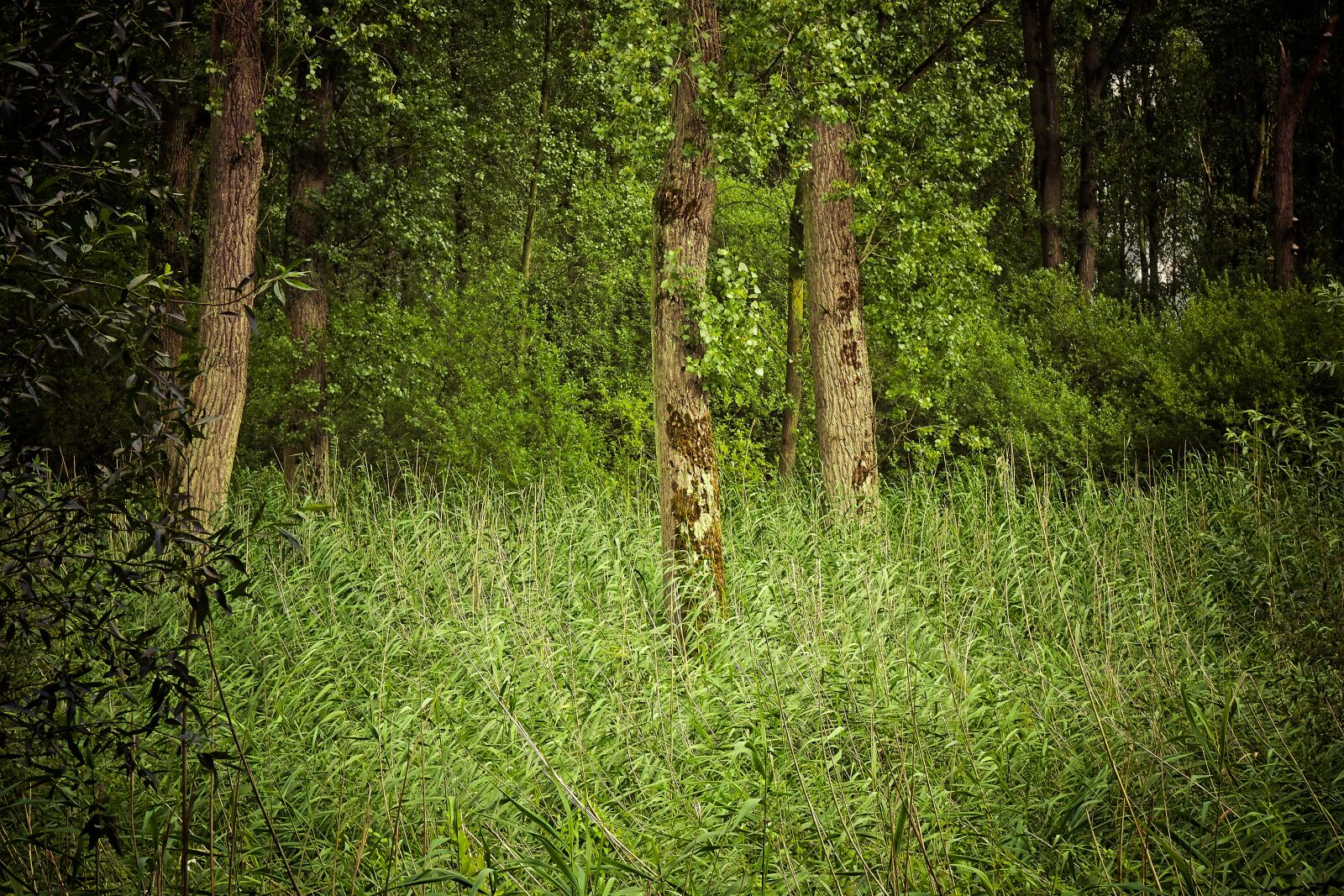 Olympus OM-D E-M10 sample photo. Forest, trees, landscape photography