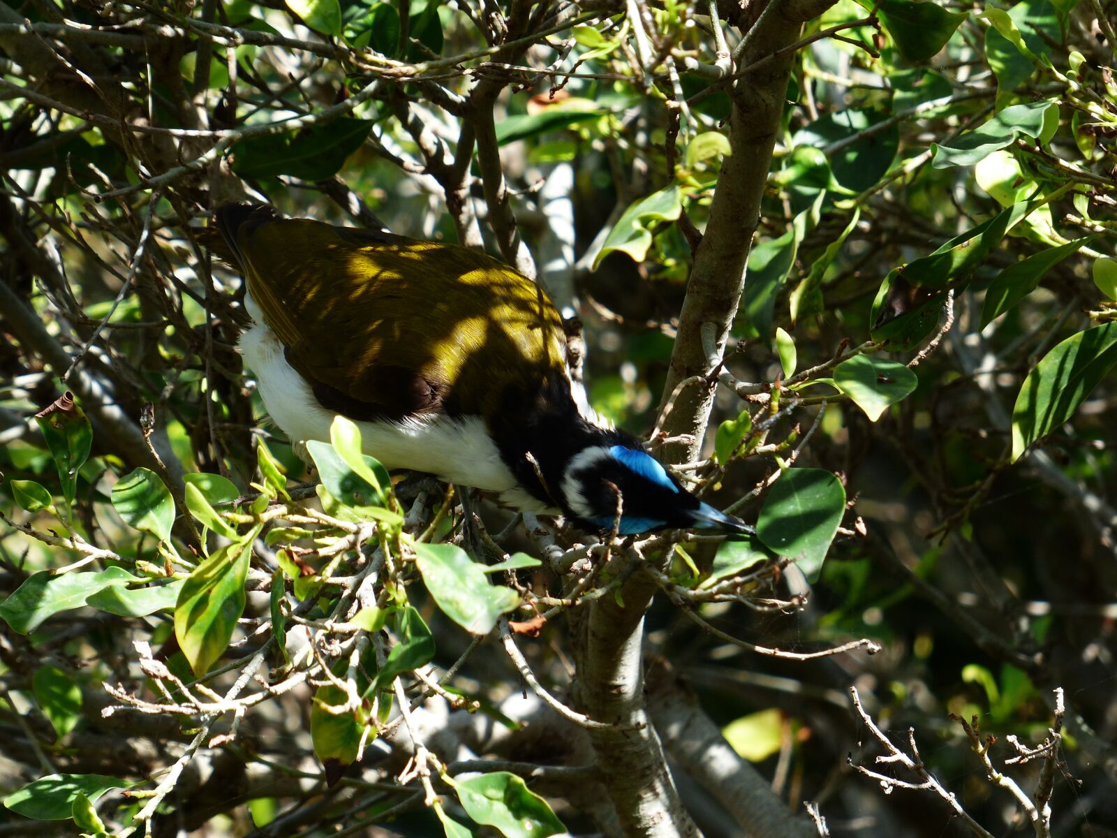 Panasonic Lumix DMC-FZ200 sample photo. Blue ear-honey-eater, bird, exot photography