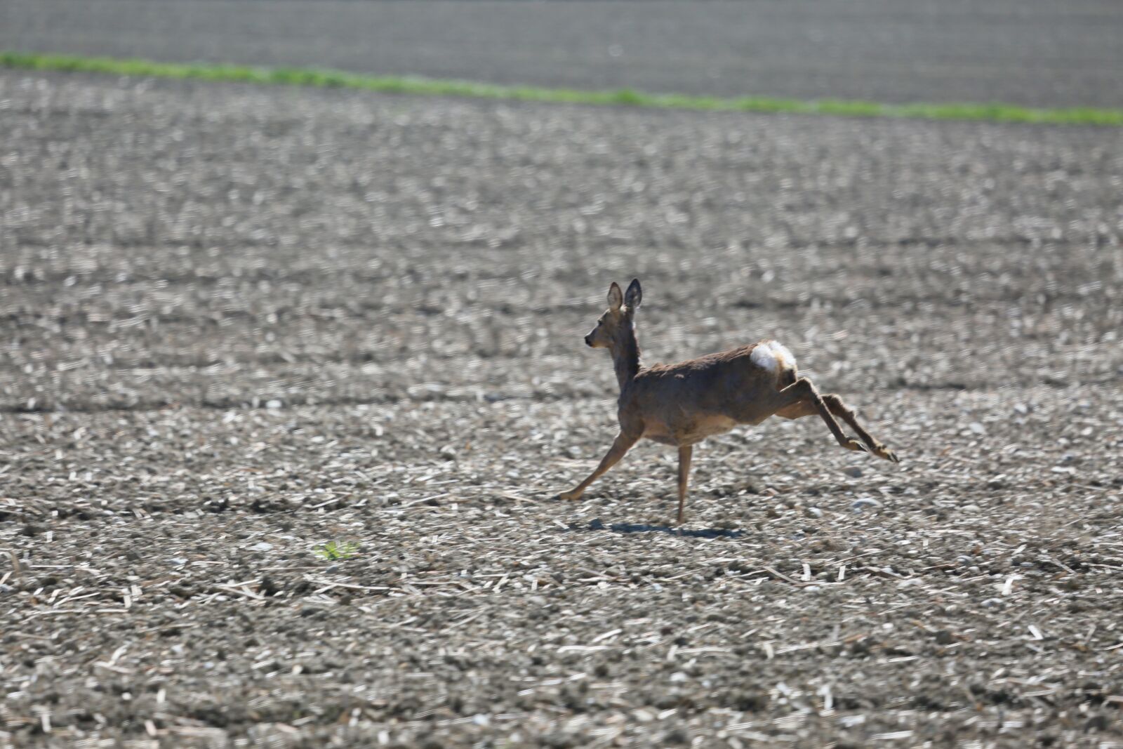 Canon EF 100-400mm F4.5-5.6L IS USM sample photo. Roe deer, bock, field photography