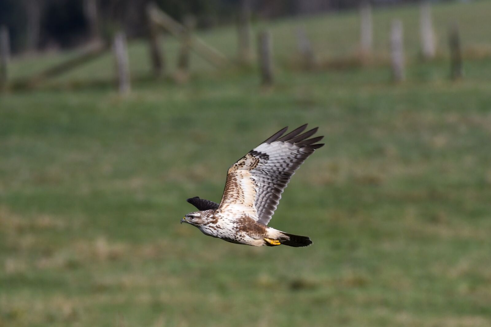 Nikon D500 sample photo. Common buzzard, bird of photography