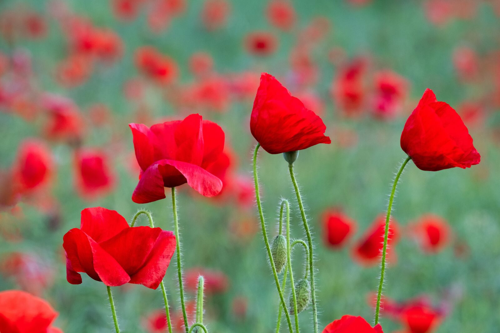 Fujifilm X-T2 + Fujifilm XF 55-200mm F3.5-4.8 R LM OIS sample photo. Poppies, field, yorkshire photography