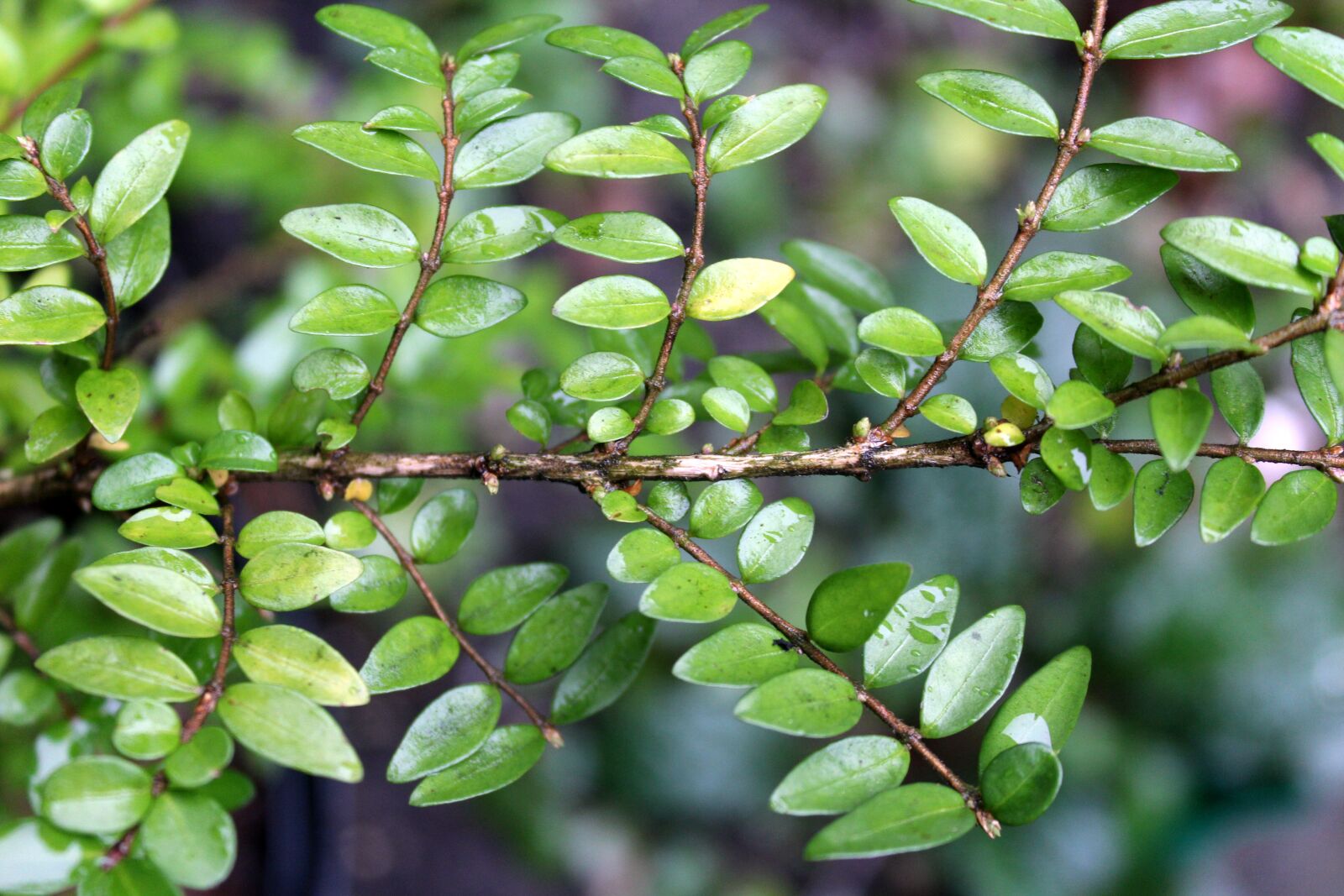 Canon EOS 1200D (EOS Rebel T5 / EOS Kiss X70 / EOS Hi) sample photo. Green leaves, bush, sprig photography