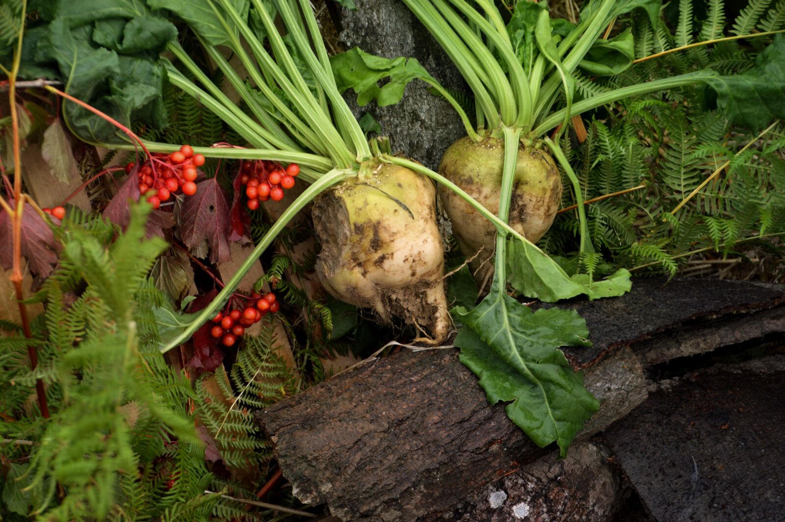 Nikon D3200 sample photo. Harvest, agriculture, nature photography