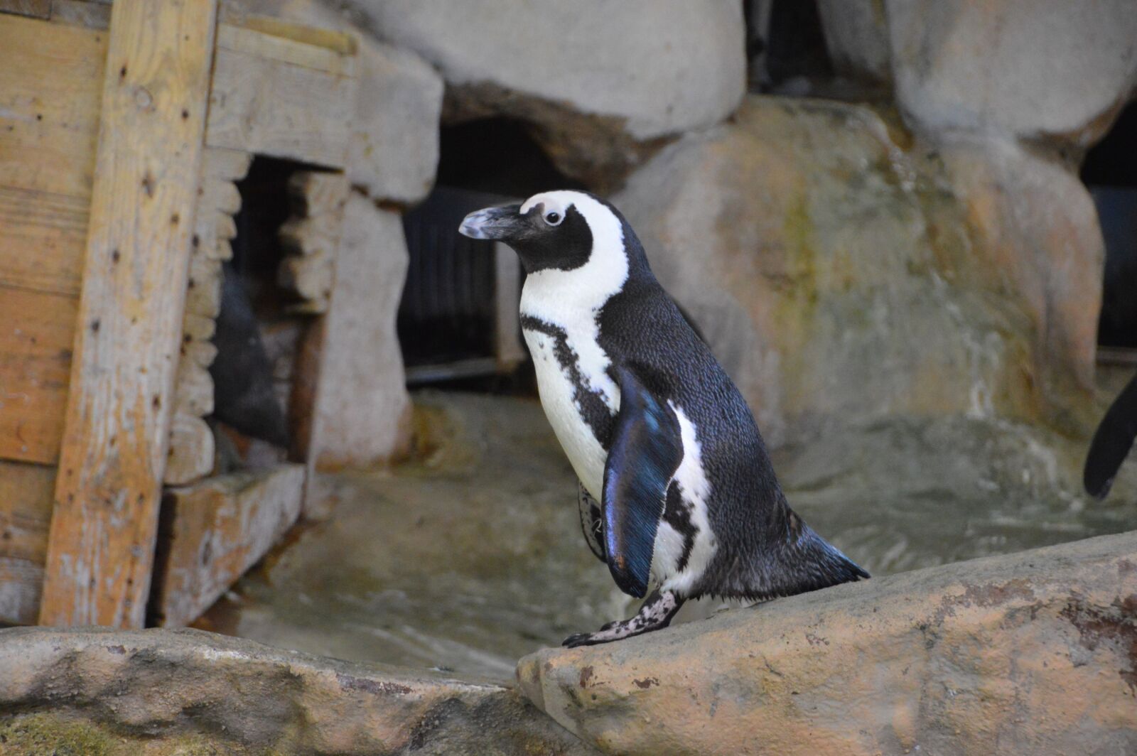 Nikon D3200 sample photo. Penguin, south, the antarctic photography