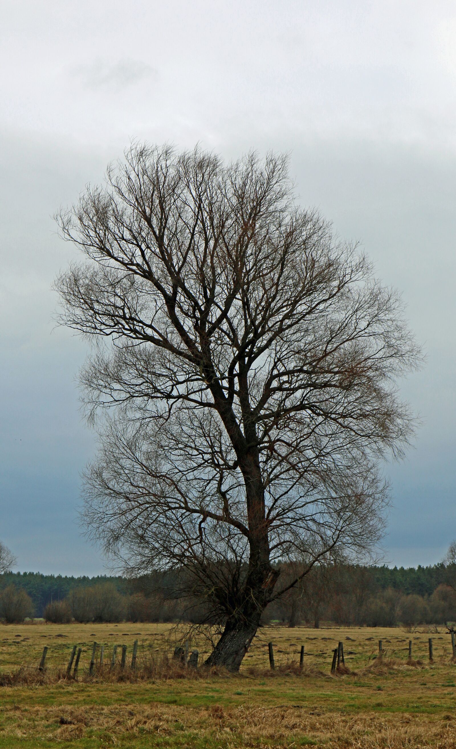 Canon EOS 70D sample photo. Tree, spring, nature photography