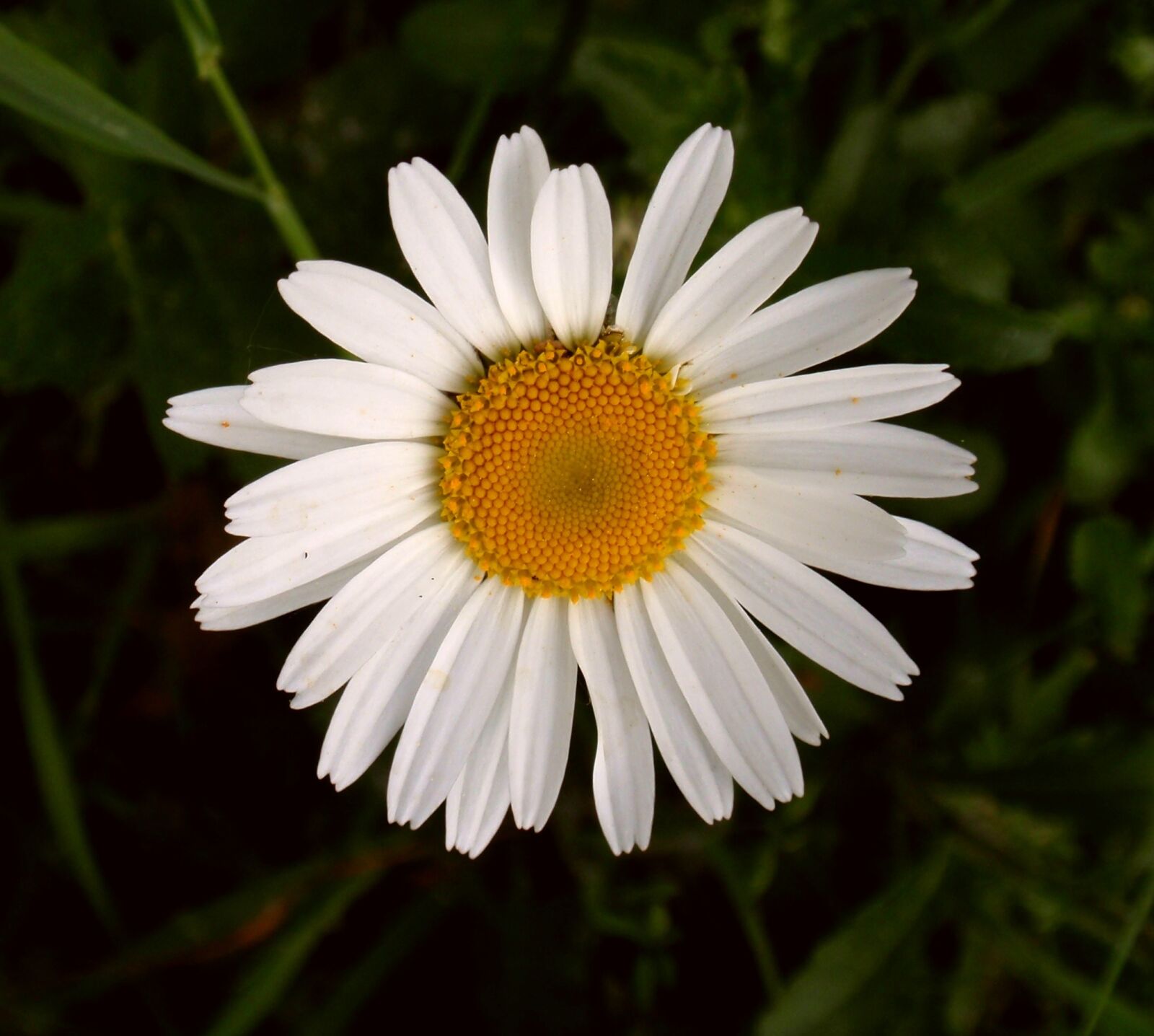 Olympus u1010,S1010 sample photo. Marguerite, blossom, bloom photography