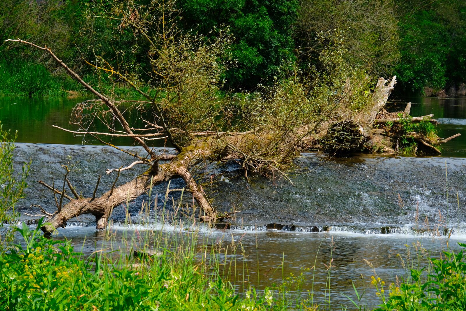 Fujifilm X-T20 sample photo. Tree, waterfall, nature photography