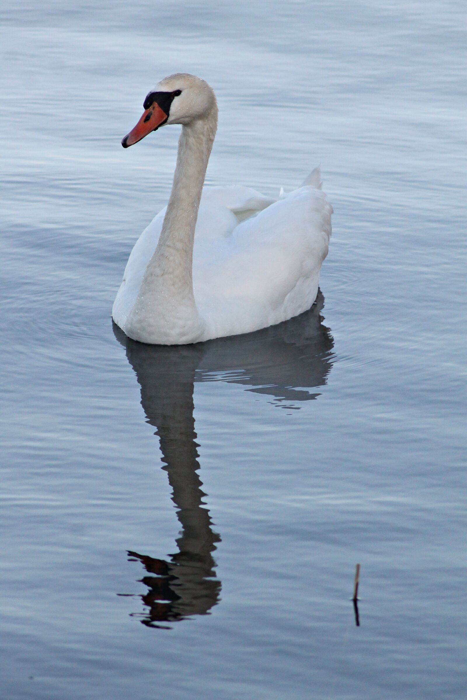 Canon EOS 1100D (EOS Rebel T3 / EOS Kiss X50) sample photo. Mute swan, swan, vattenf photography