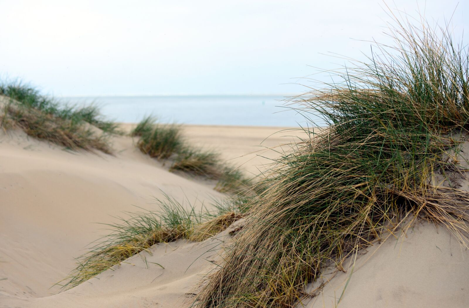 Nikon D610 sample photo. Dunes, dune grass, coast photography