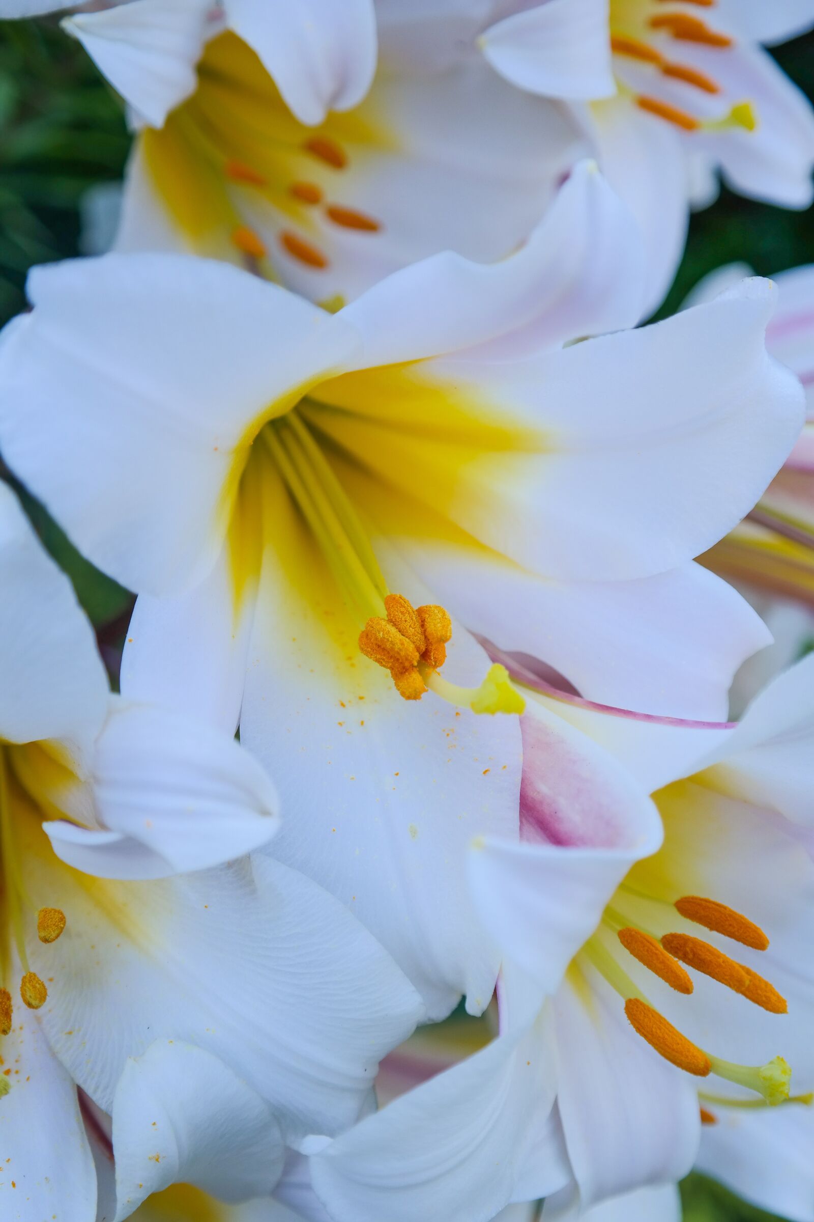 Samsung NX300 sample photo. Flower, blossom, bloom photography