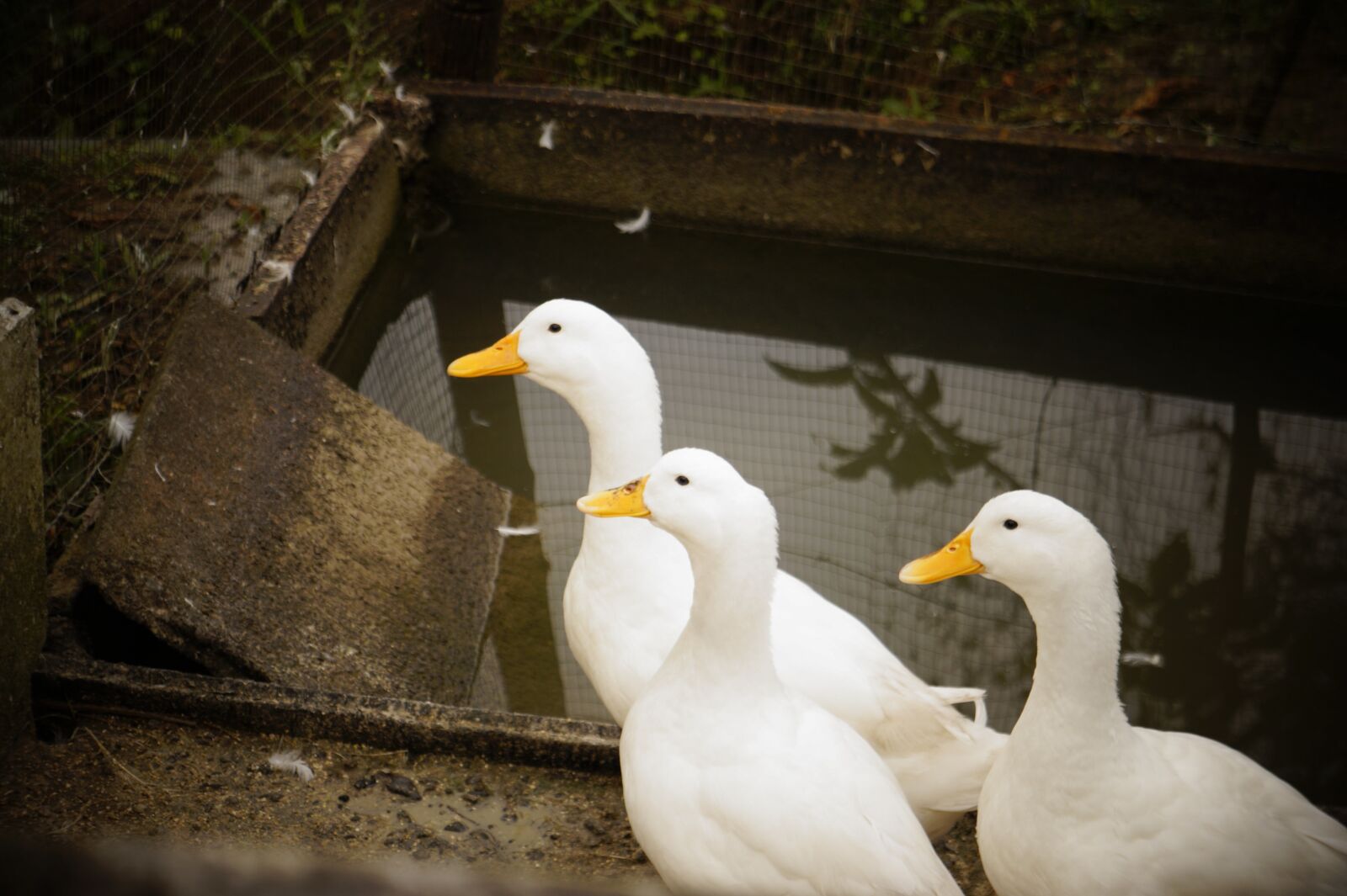 Sony Alpha a3000 + Sony E 18-55mm F3.5-5.6 OSS sample photo. Ducks, farm, duck photography