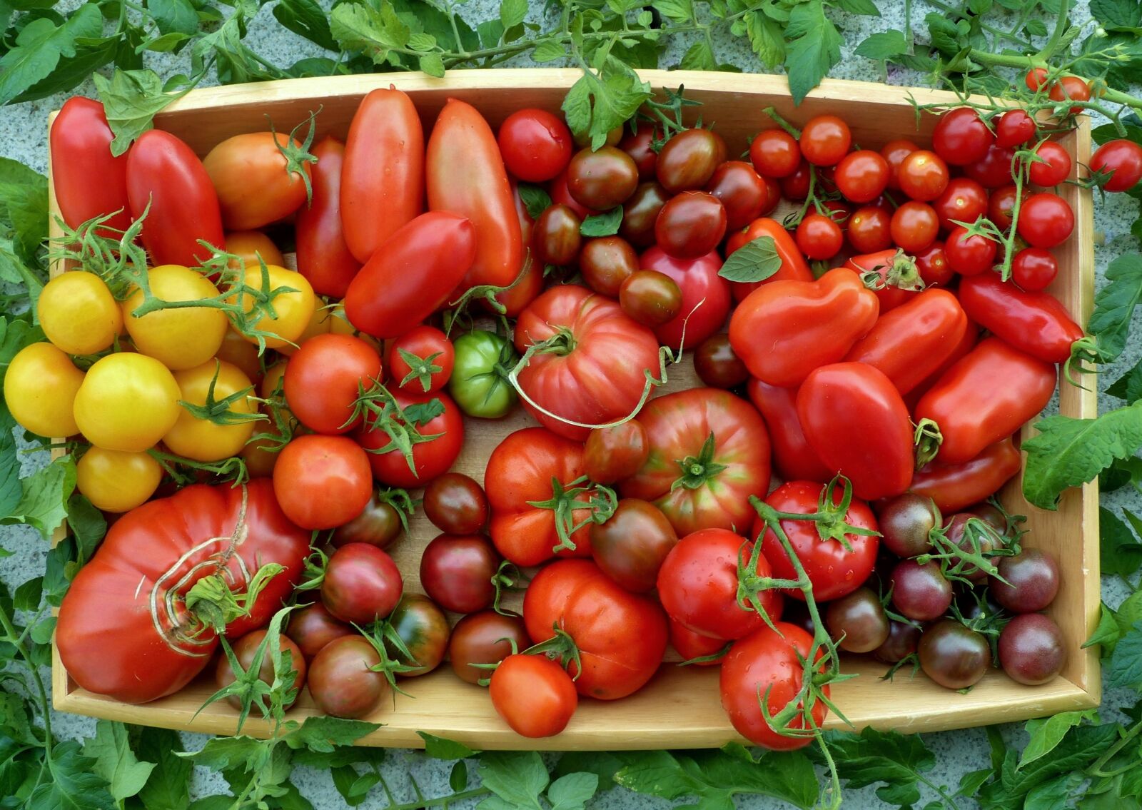Panasonic Lumix DMC-FZ200 sample photo. Tomato selection, tomatoes locations photography