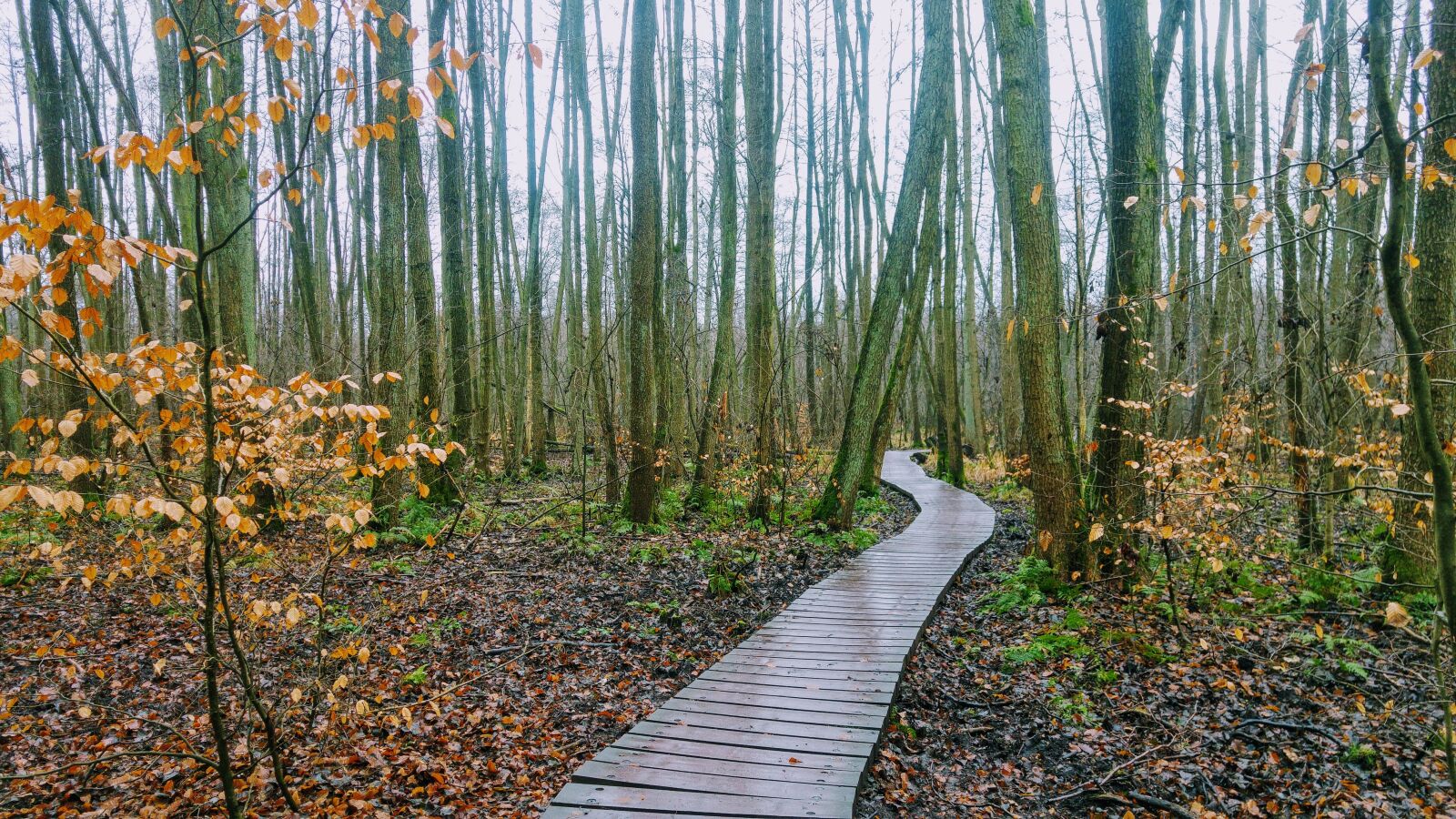 LG G4 sample photo. Germany, brandenburg, briesetal photography