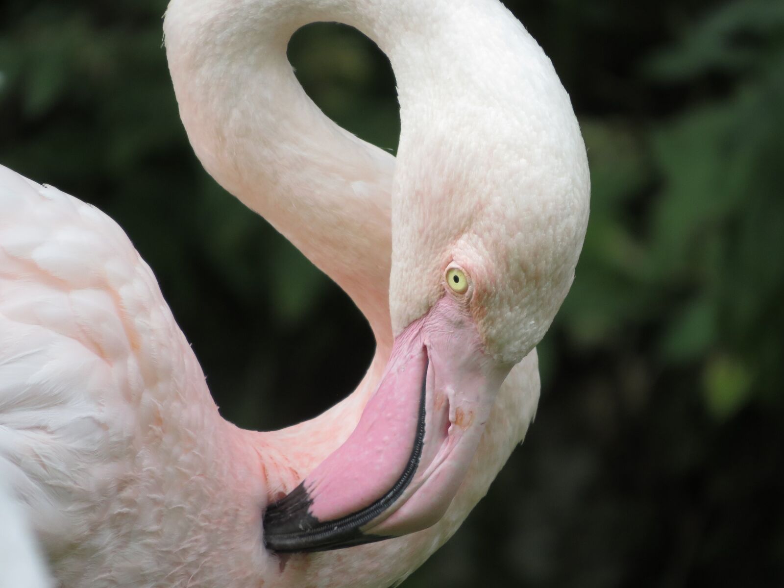 Canon PowerShot SX50 HS sample photo. Animals, bird, flamingo photography