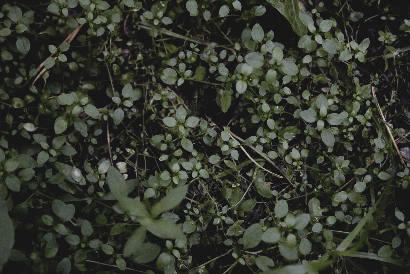 Canon EOS 1200D (EOS Rebel T5 / EOS Kiss X70 / EOS Hi) sample photo. Dark, flower, forest, green photography