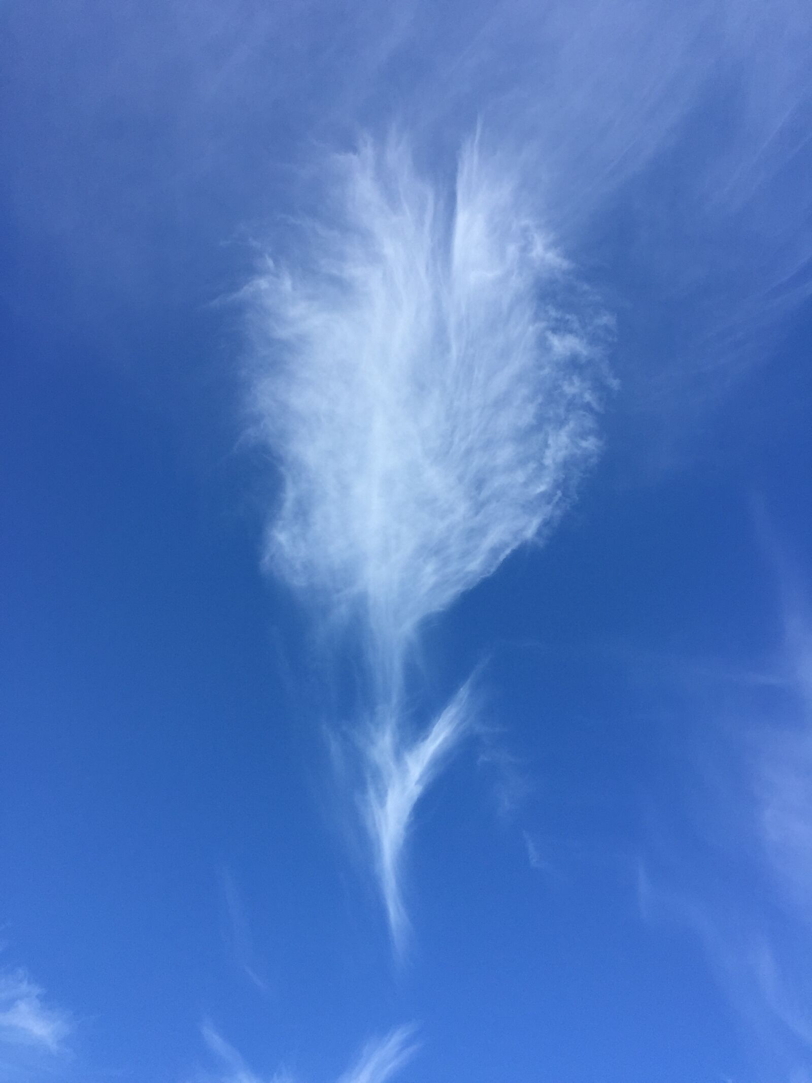 iPhone 6 back camera 4.15mm f/2.2 sample photo. Sky, flower photography