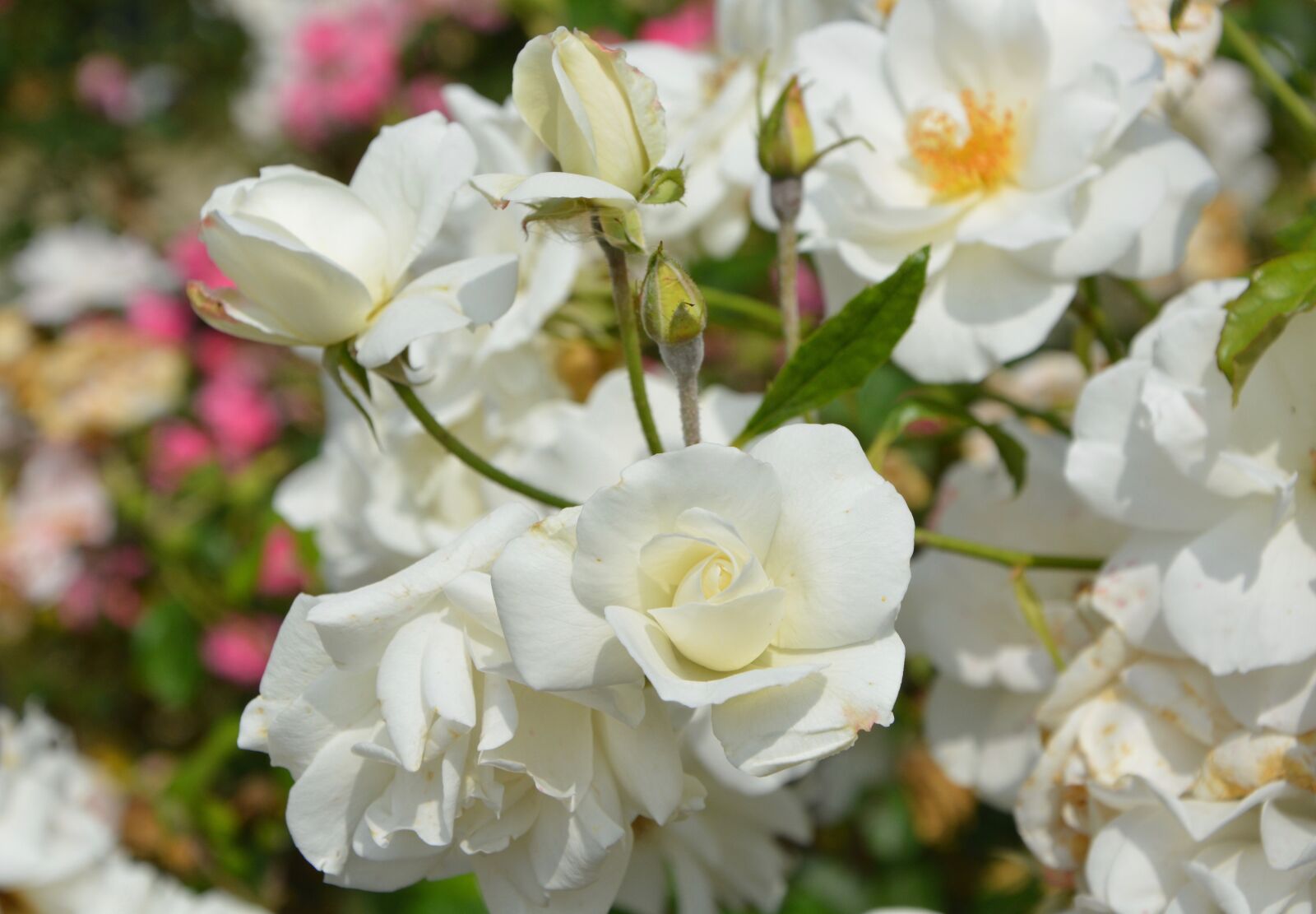 Nikon D5200 sample photo. White roses, flowers, bouquet photography