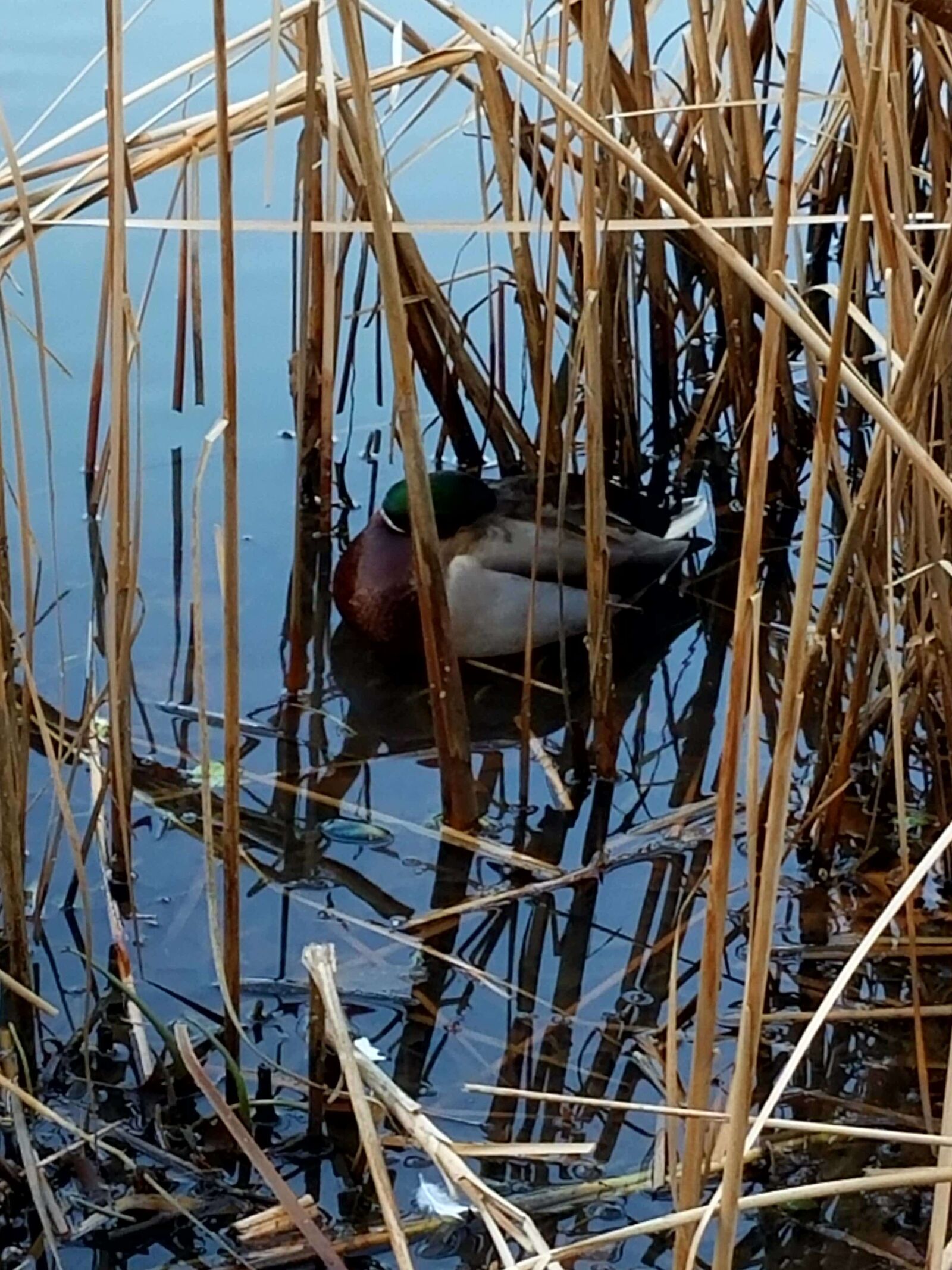 Samsung Galaxy S7 sample photo. Duck, at, central, park photography