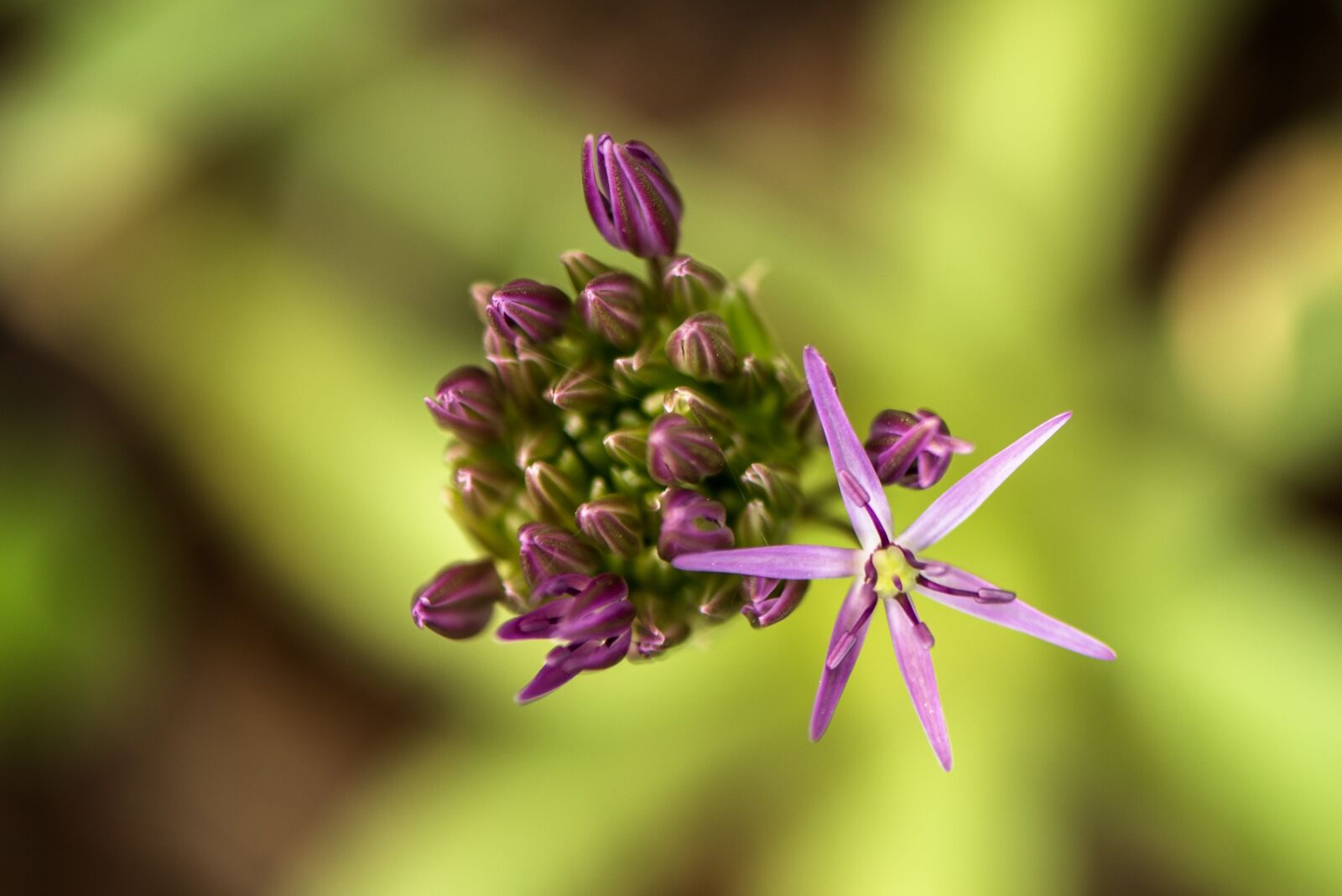 Nikon D750 sample photo. Flowers, nature, blossoms photography