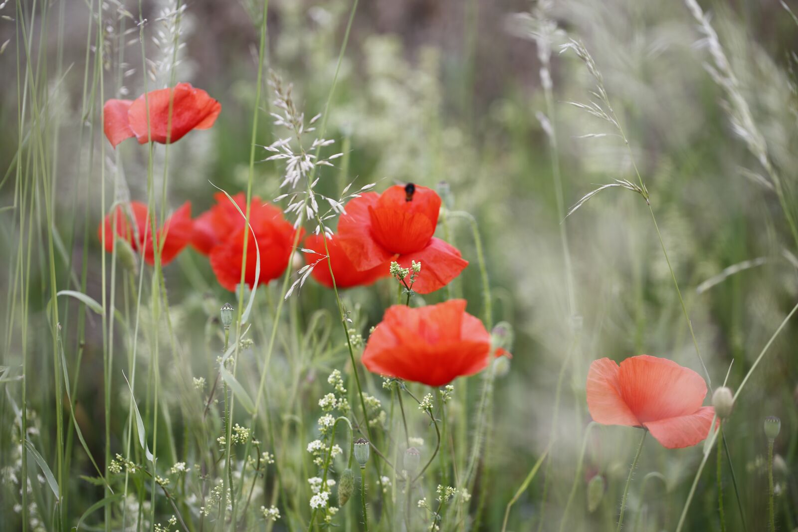 Canon EF 100mm F2.8L Macro IS USM sample photo. Poppy, flower, nature photography