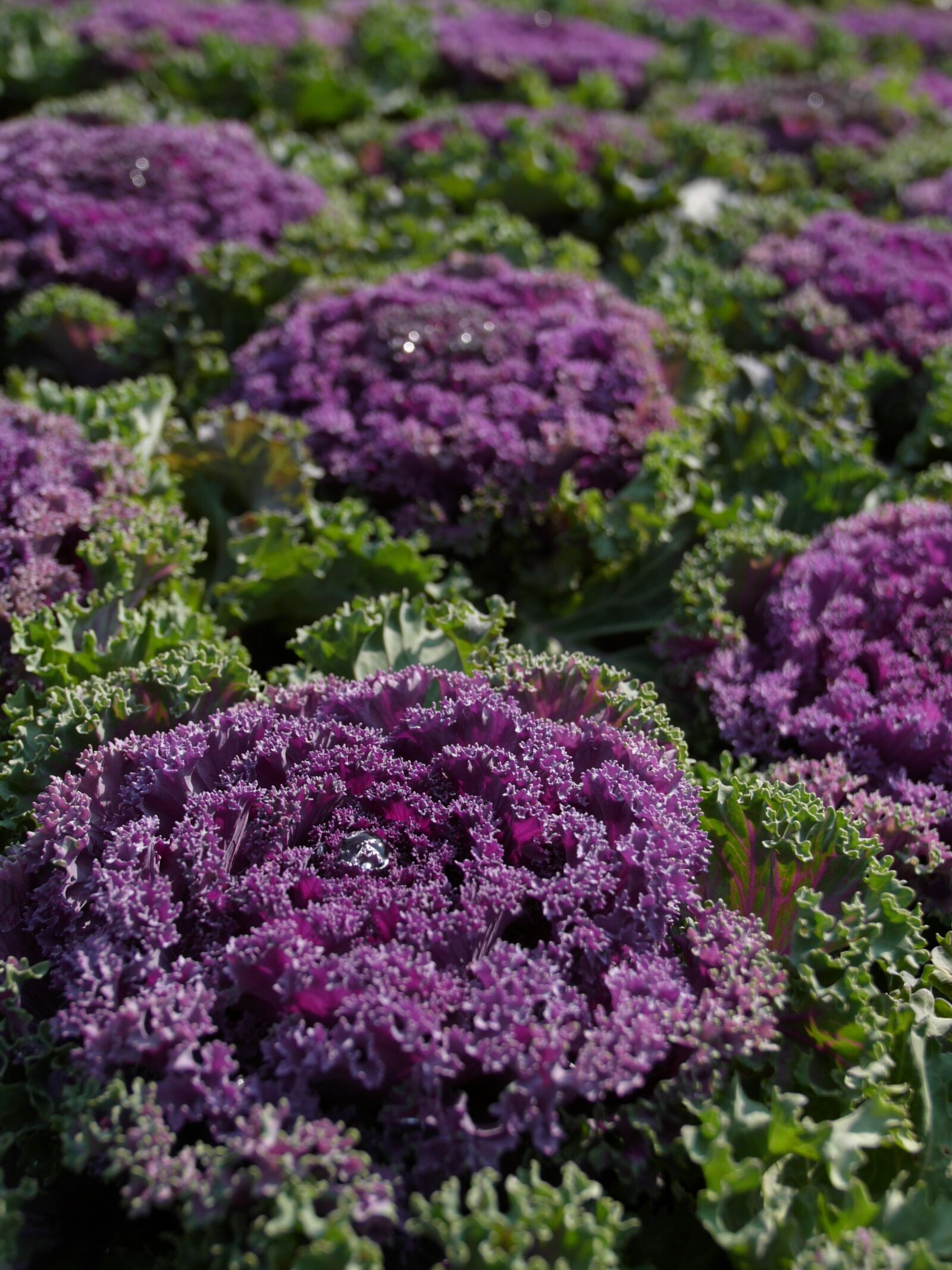 Panasonic Lumix DMC-L1 sample photo. Purple cauliflower, vegetables, flower photography
