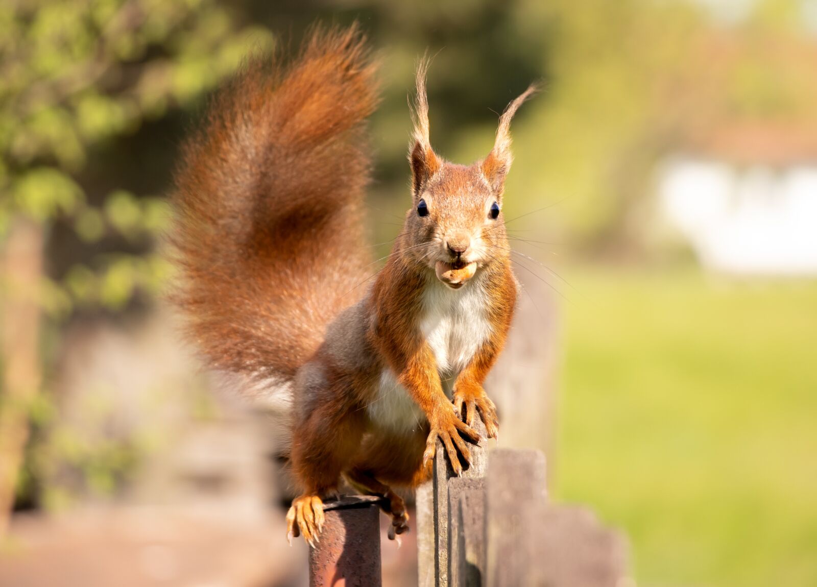 Canon EF-S 18-135mm F3.5-5.6 IS USM sample photo. The squirrel, fauna, animal photography