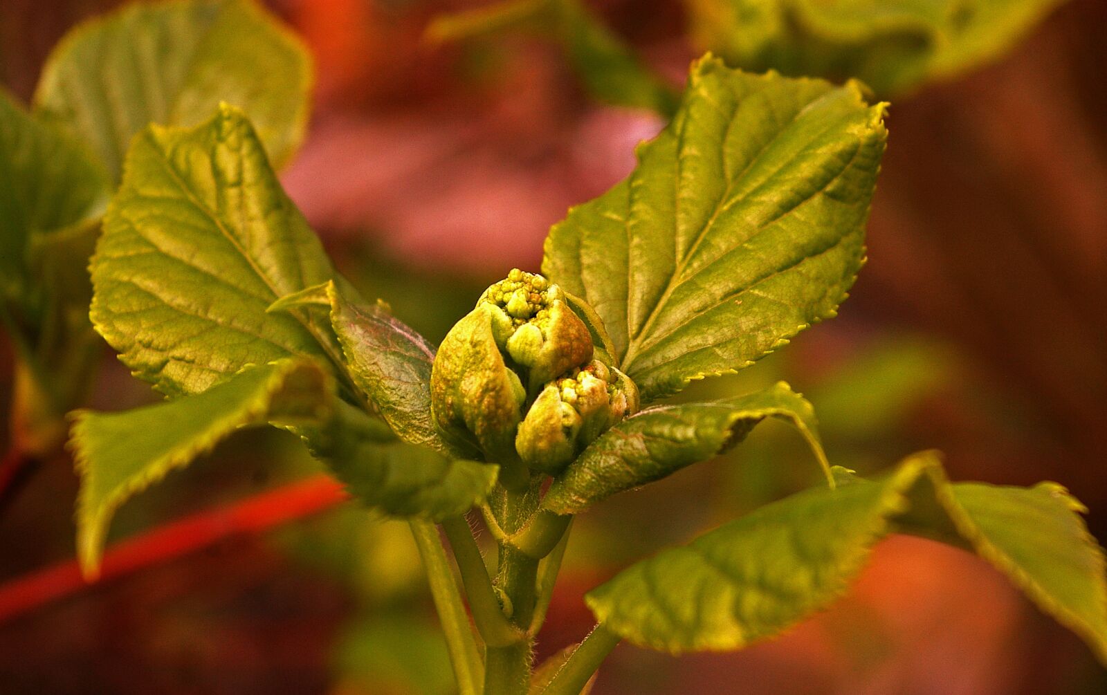 Pentax *ist DL2 sample photo. Spring, garden, plant photography