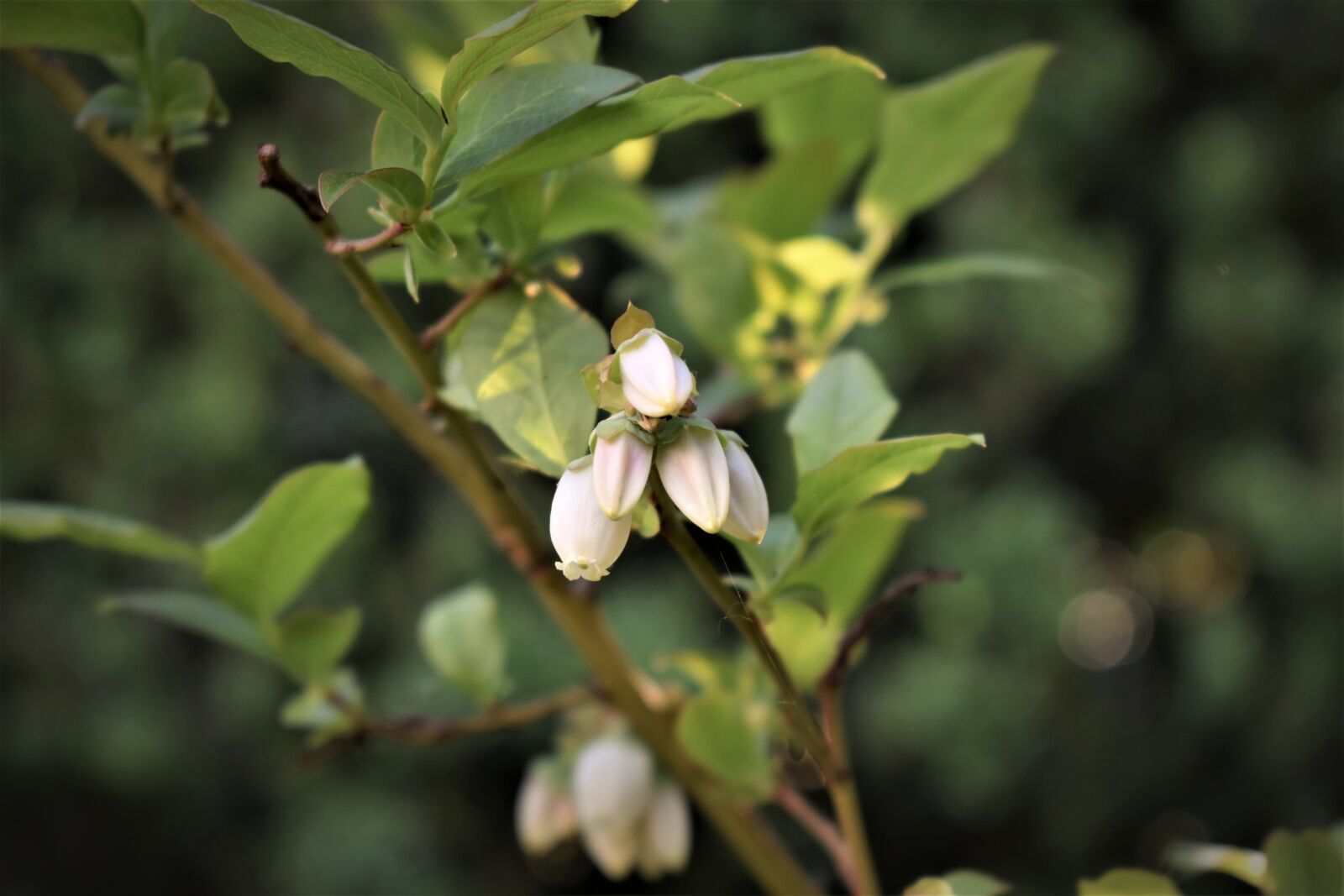 Nikon D5500 sample photo. Blueberries, flowers, leaves photography