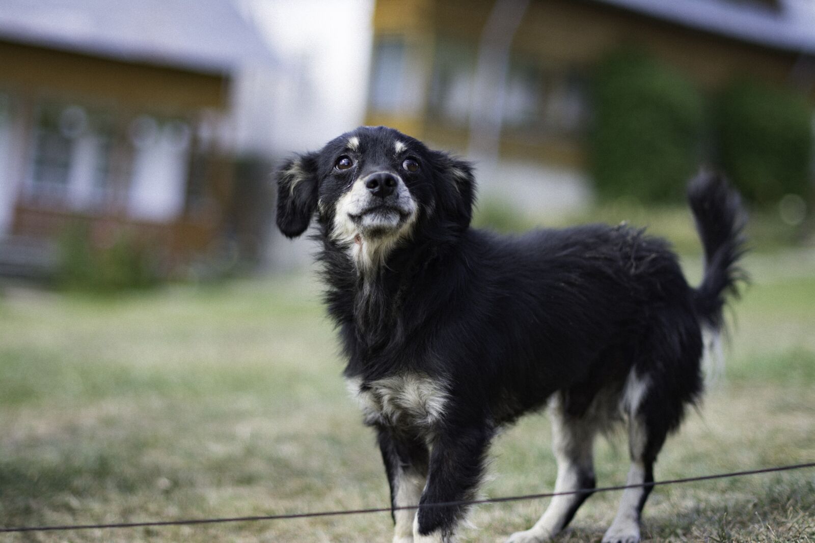 Nikon D7100 sample photo. Dog, animals, puppy photography