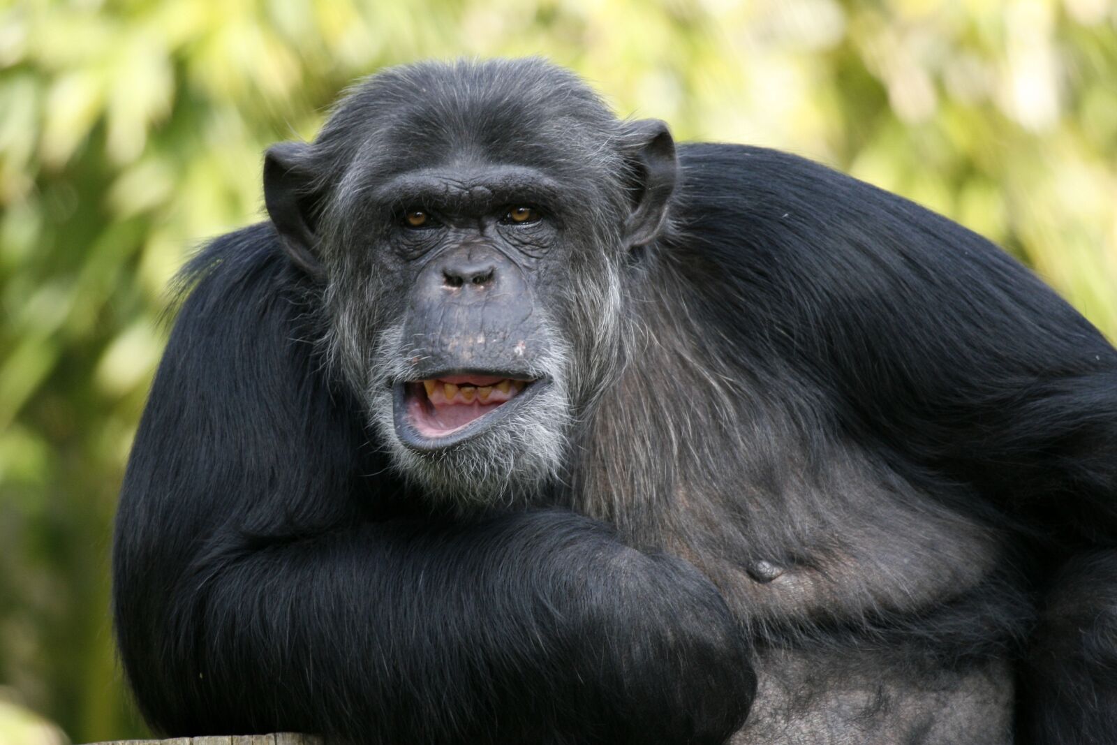 Canon EOS 30D sample photo. Fauna, mammal, portrait photography