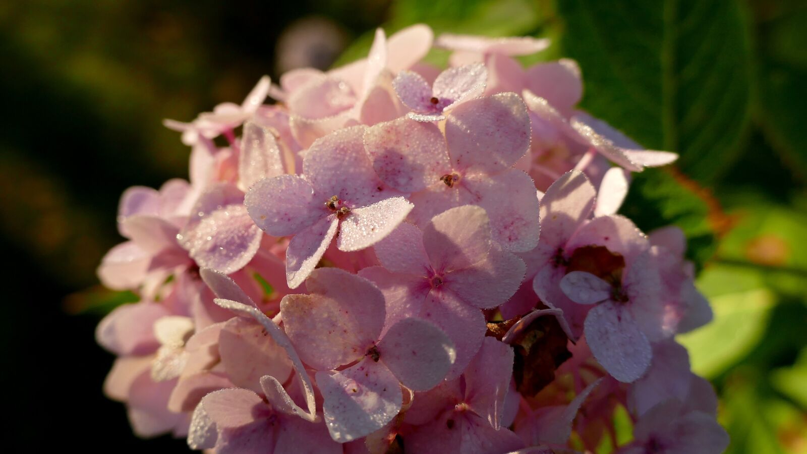 Panasonic Lumix DMC-FZ1000 sample photo. Hydrangea, garden, flower garden photography