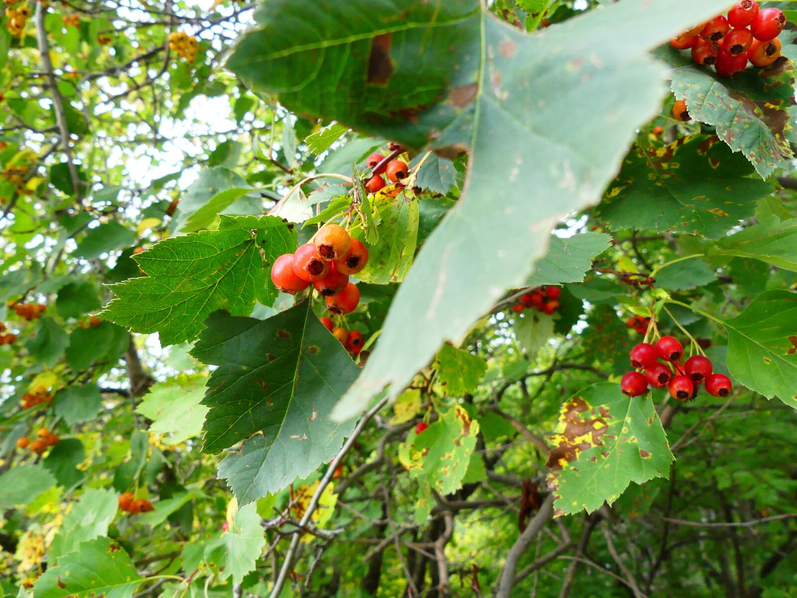 Panasonic Lumix DMC-FZ300 sample photo. Nature, hawthorn, berry photography