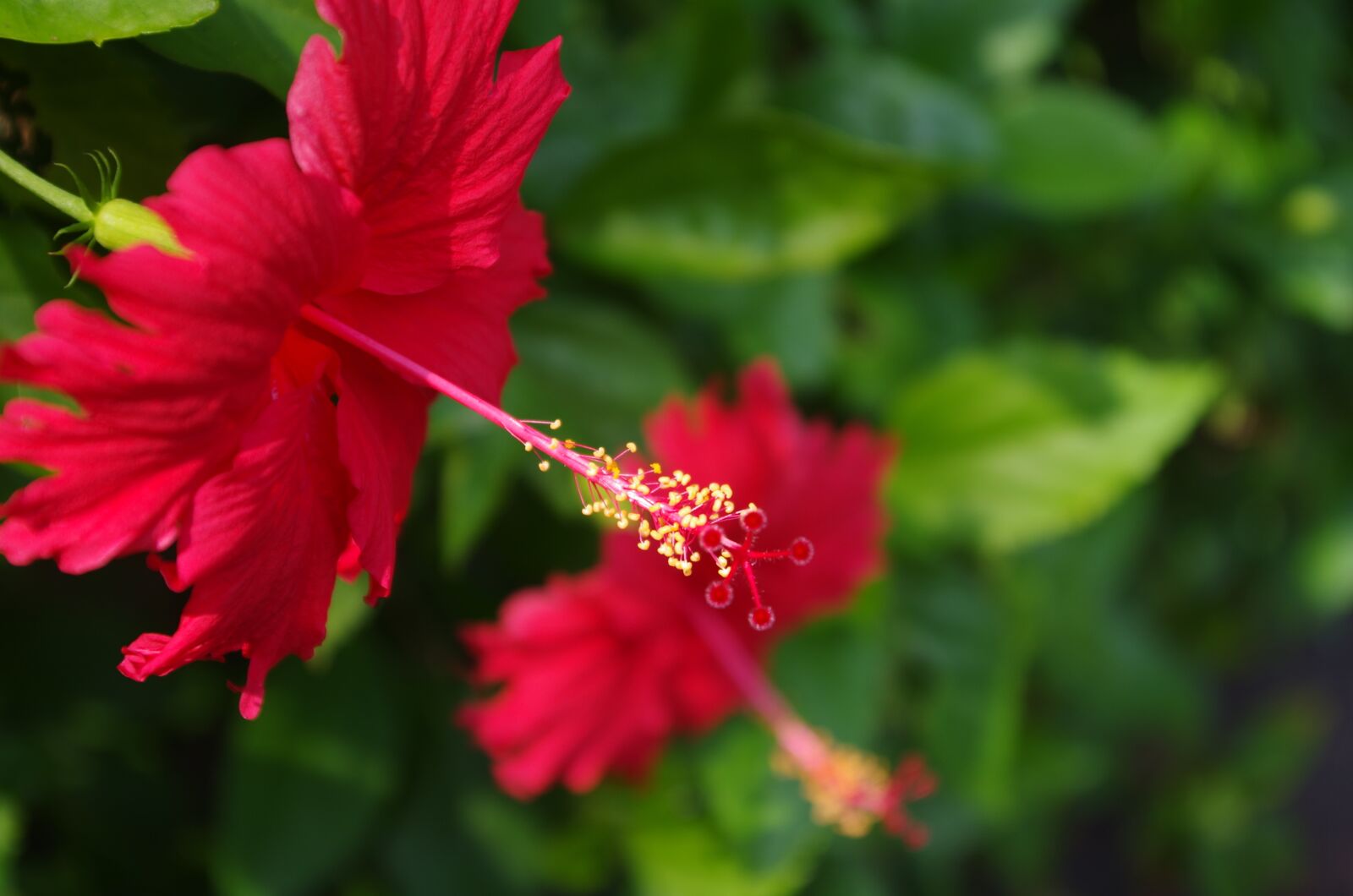 Pentax K-30 sample photo. Red flower, flower, green photography