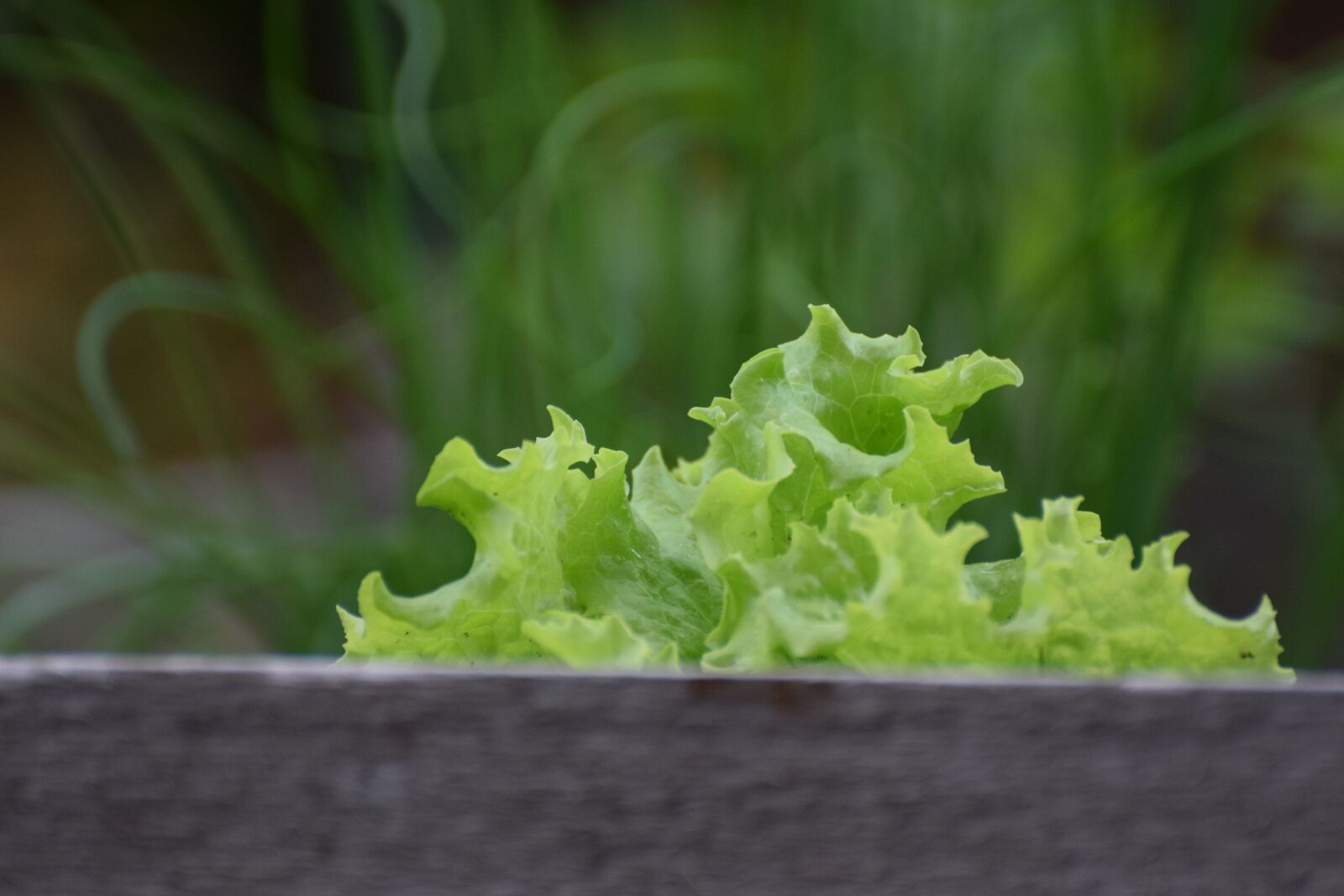 Nikon D5300 sample photo. Salad, green, food photography