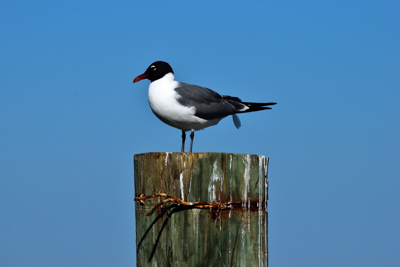 Nikon D3300 sample photo. Bird, wildlife, nature photography