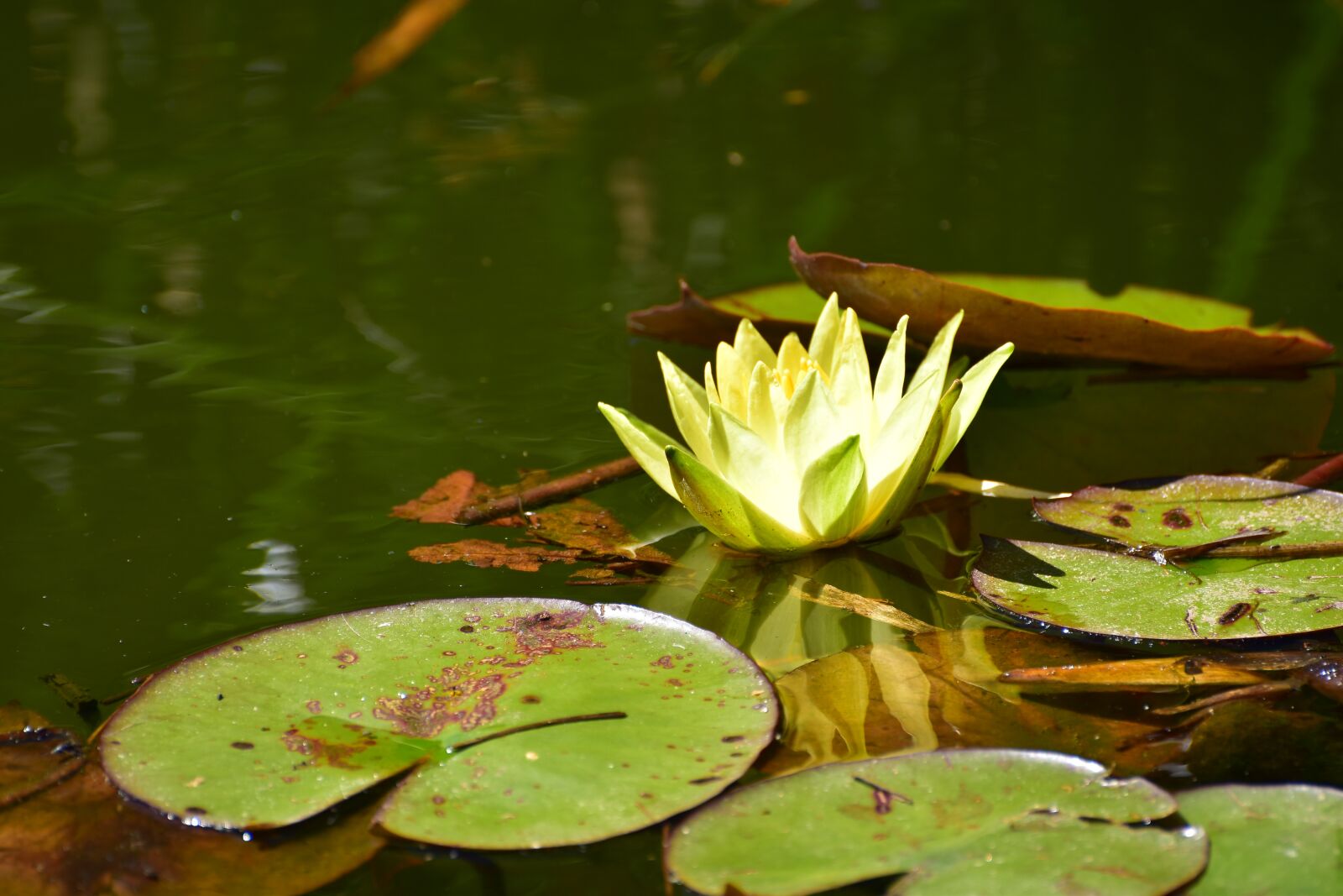 Nikon D5600 sample photo. Water lily, white, pond photography