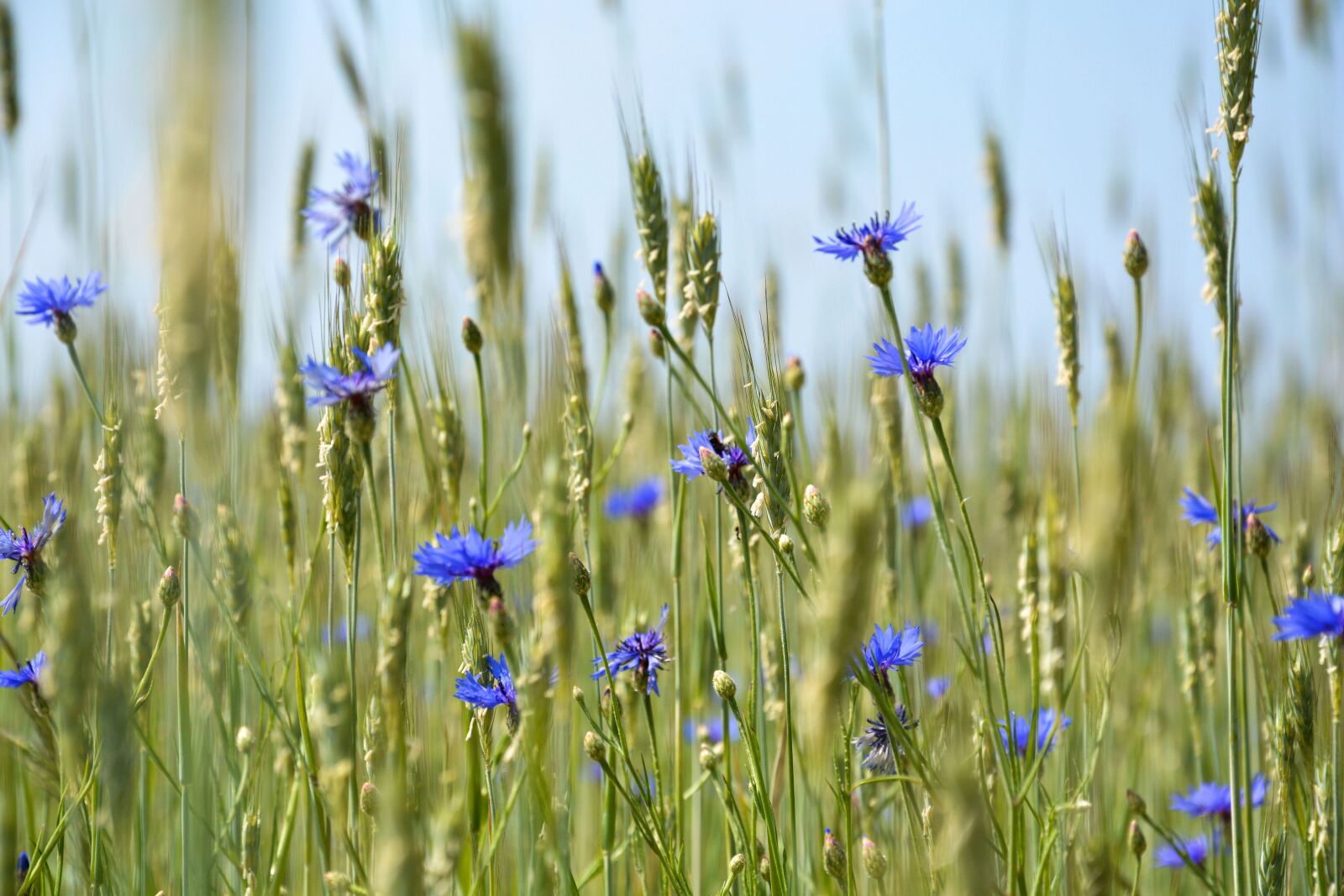 Nikon D5200 sample photo. Cornflower, nature, summer photography