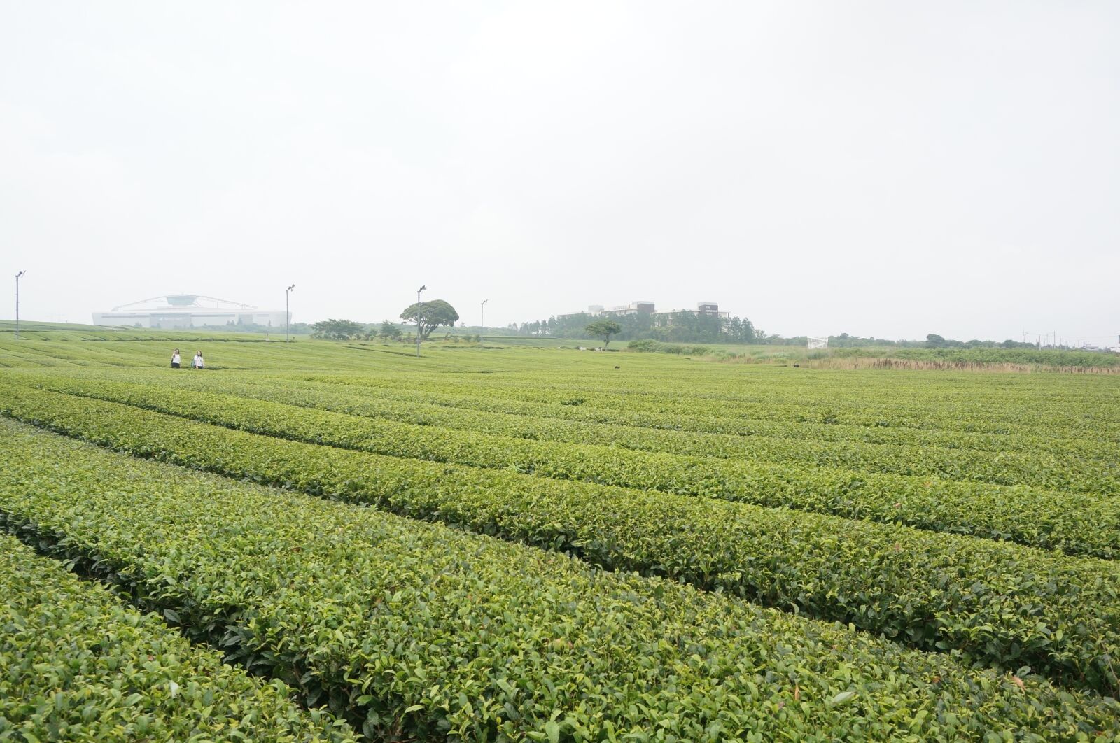 Sony Alpha NEX-6 sample photo. Tea, green, nature photography