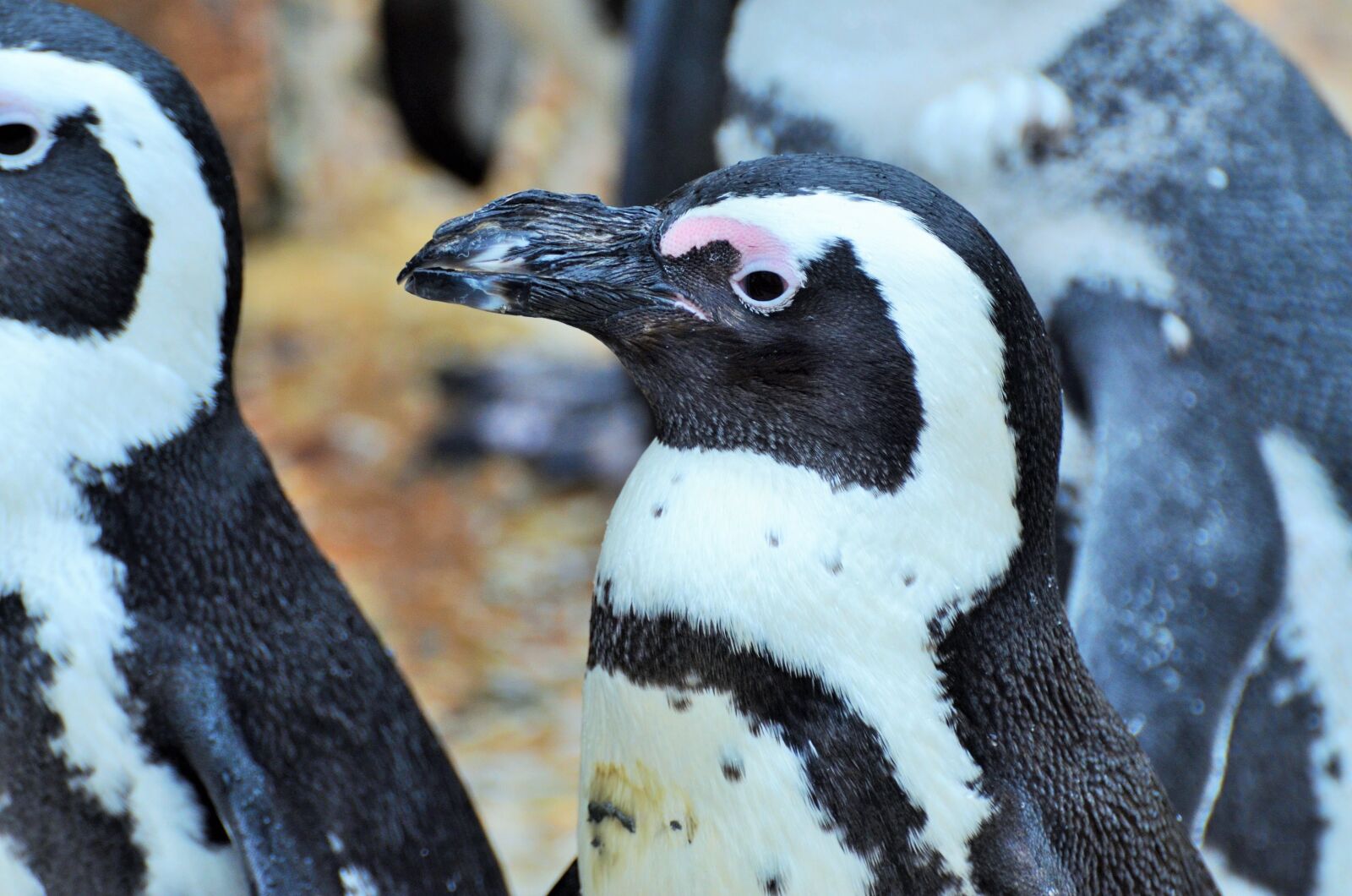 Nikon D5100 sample photo. Penguin, marine mammal, zoo photography
