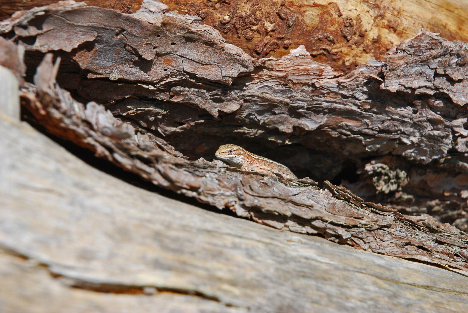 Nikon D80 sample photo. Lizard, expensive, the tropics photography