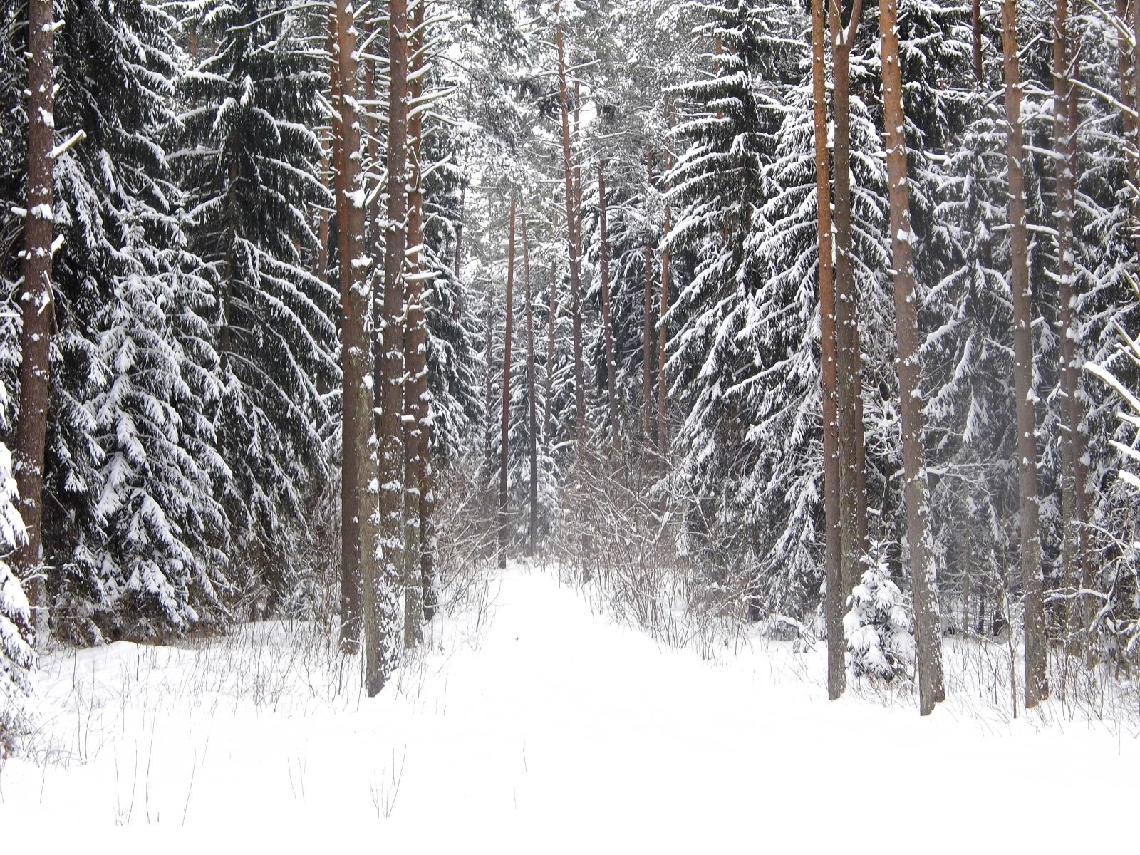 Benq GH600 sample photo. Forest, winter, snow photography