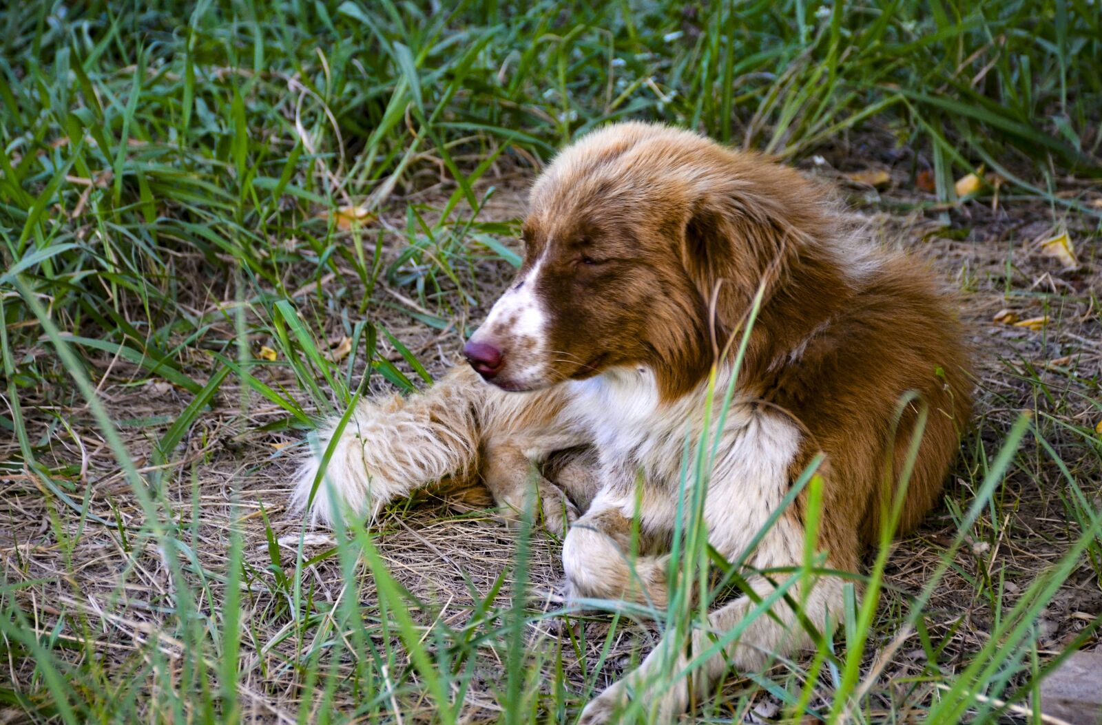Nikon D7000 sample photo. Dog on grass, dog photography