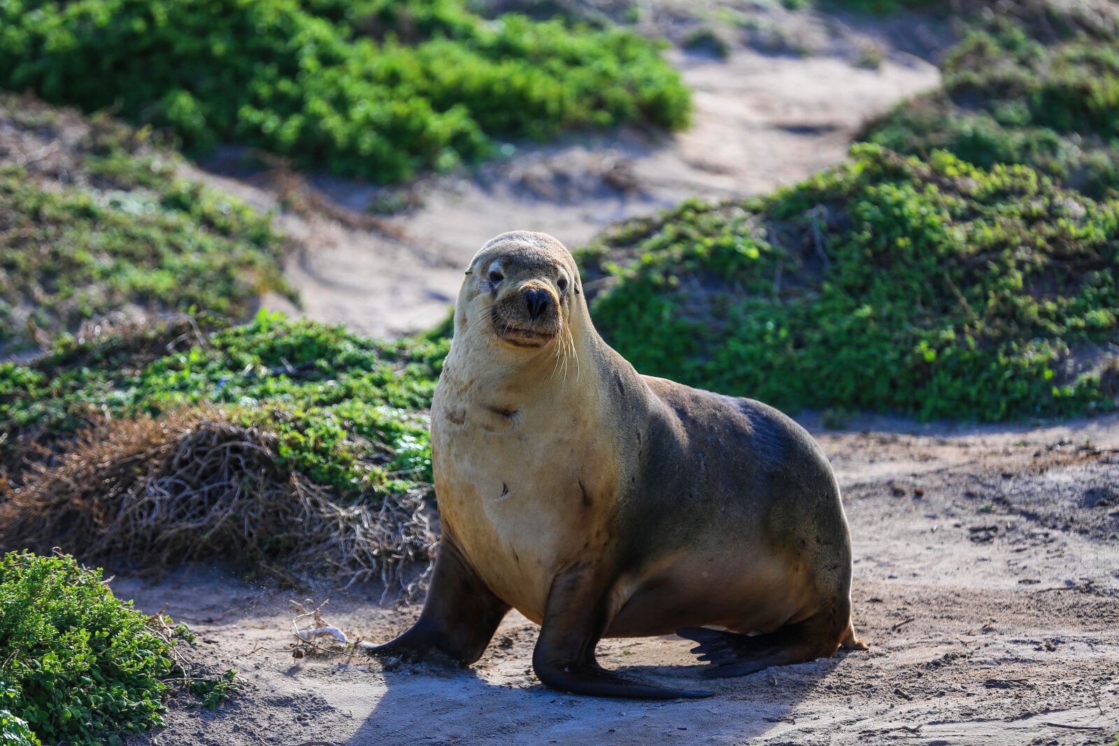 Canon EOS 5D Mark III sample photo. Australia, seals, walrus photography