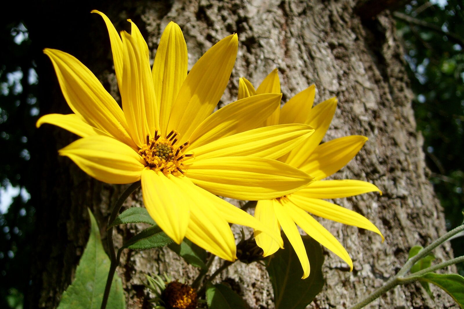Samsung KENOX S730  / Samsung S730 sample photo. Flower, yellow, nature photography