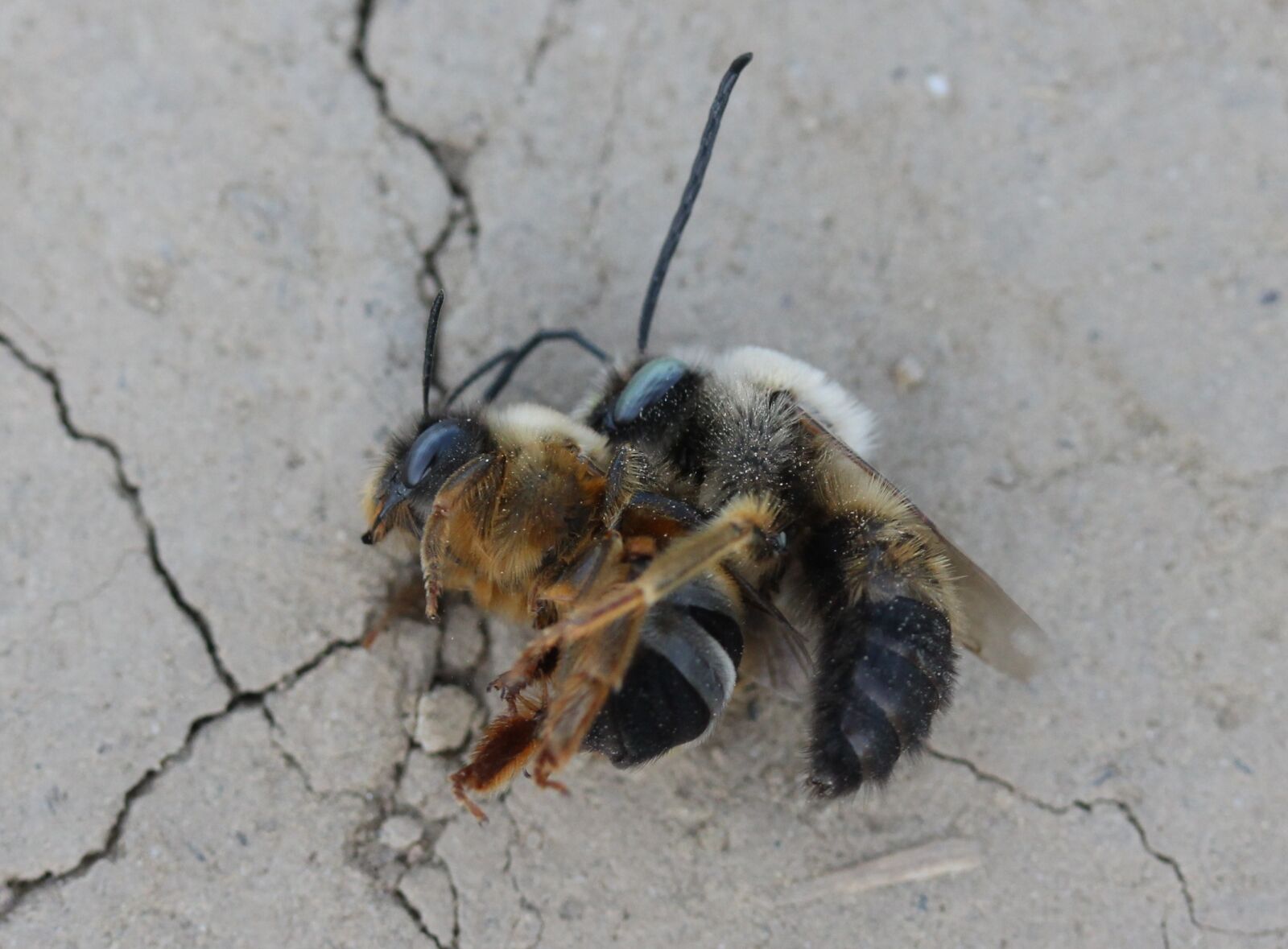 Canon EF-S 60mm F2.8 Macro USM sample photo. Bee, struggle, insecta photography